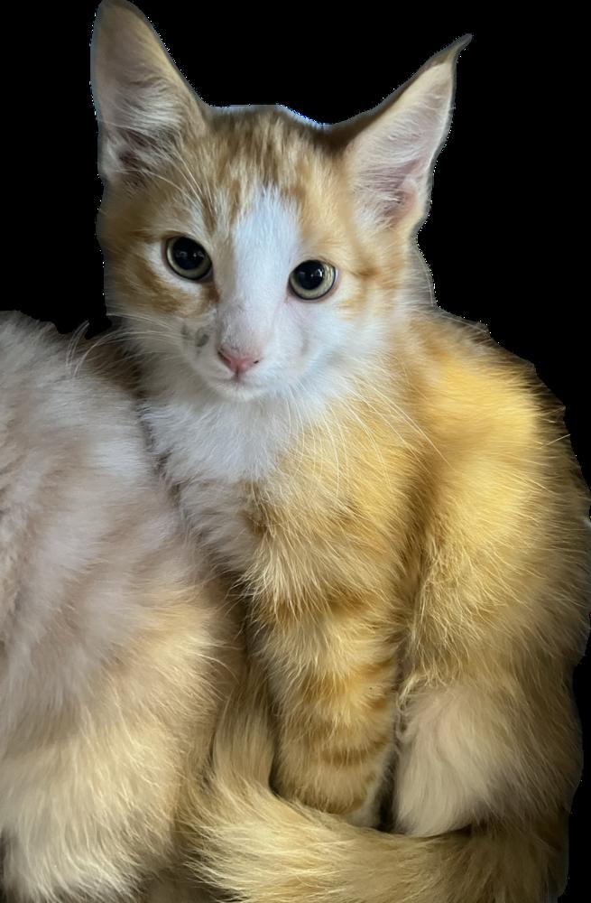Milton, a Adoptable Domestic Medium Hair in Redlands, CA image 3/3