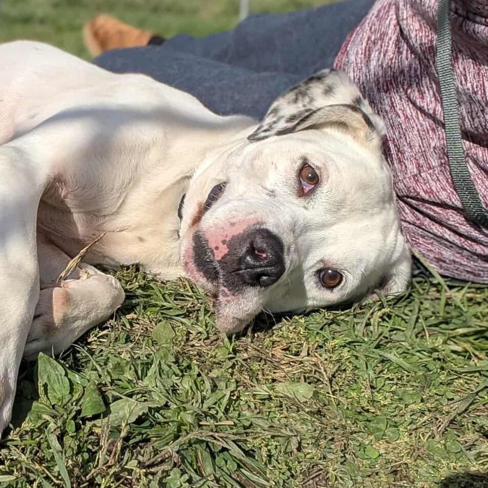 Enlarge Fannie, a Adoptable mixed breed in Moundsville, WV image 1/1