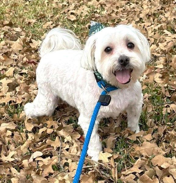 Nigiri TX, a Adoptable Maltese in Boonton, NJ image 1/3