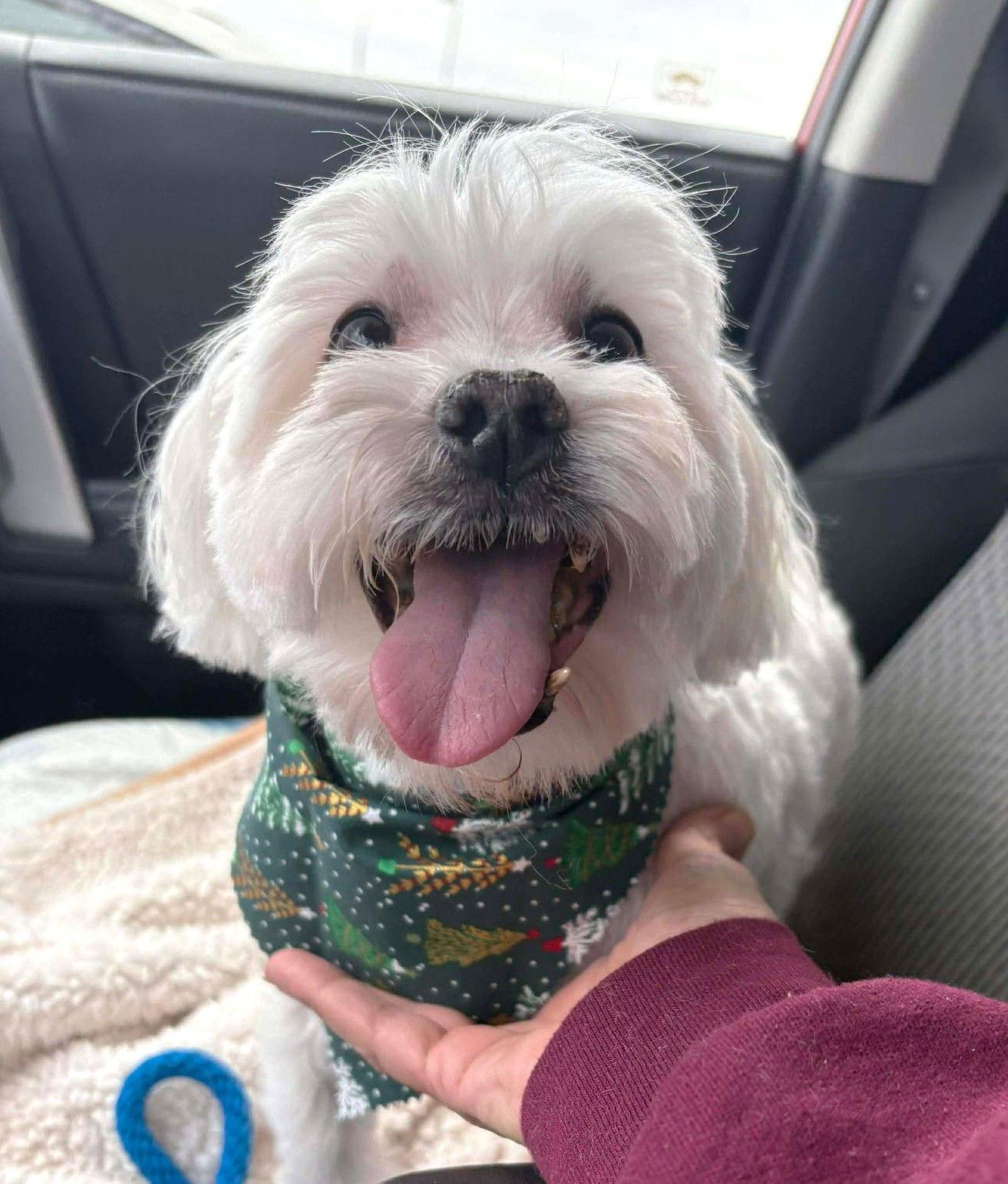 Nigiri TX, a Adoptable Maltese in Boonton, NJ image 2/3