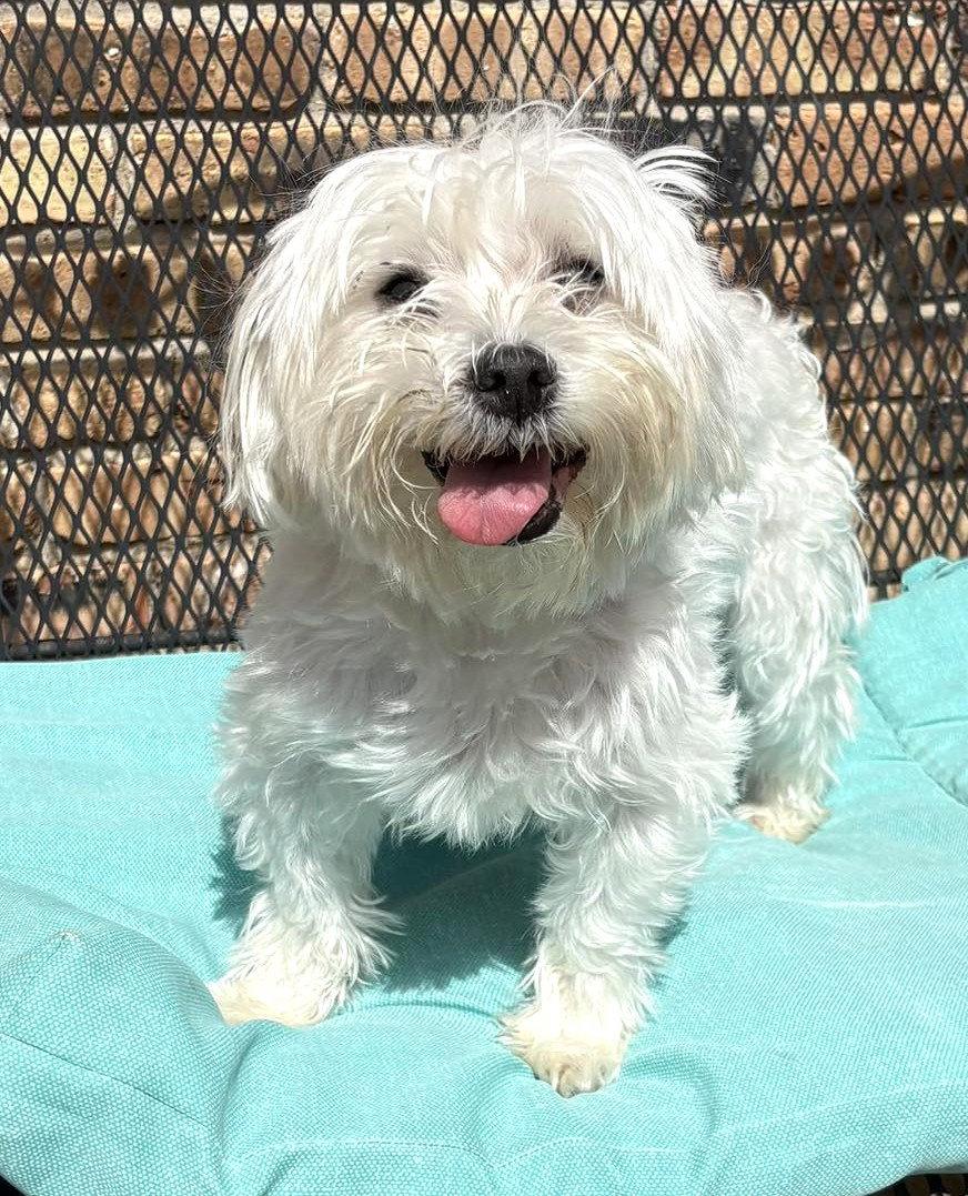 Nigiri TX, a Adoptable Maltese in Boonton, NJ image 2/3