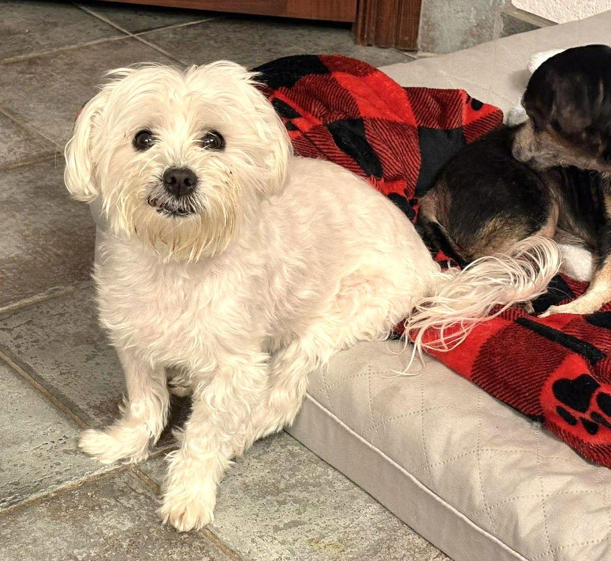 Enlarge Nigiri TX, a Adoptable Maltese in Boonton, NJ image 3/3