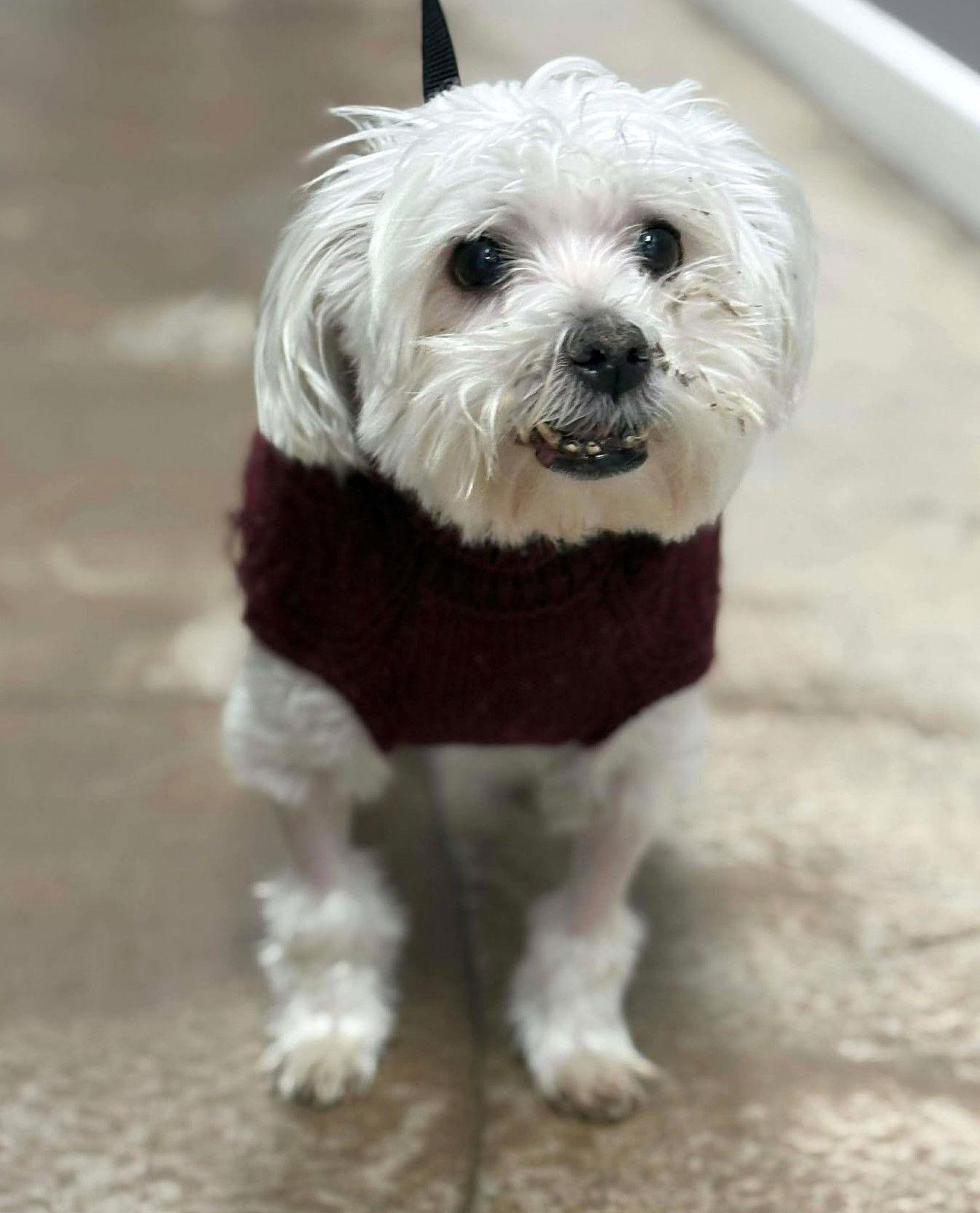 Enlarge Nigiri TX, a Adoptable Maltese in Boonton, NJ image 3/3