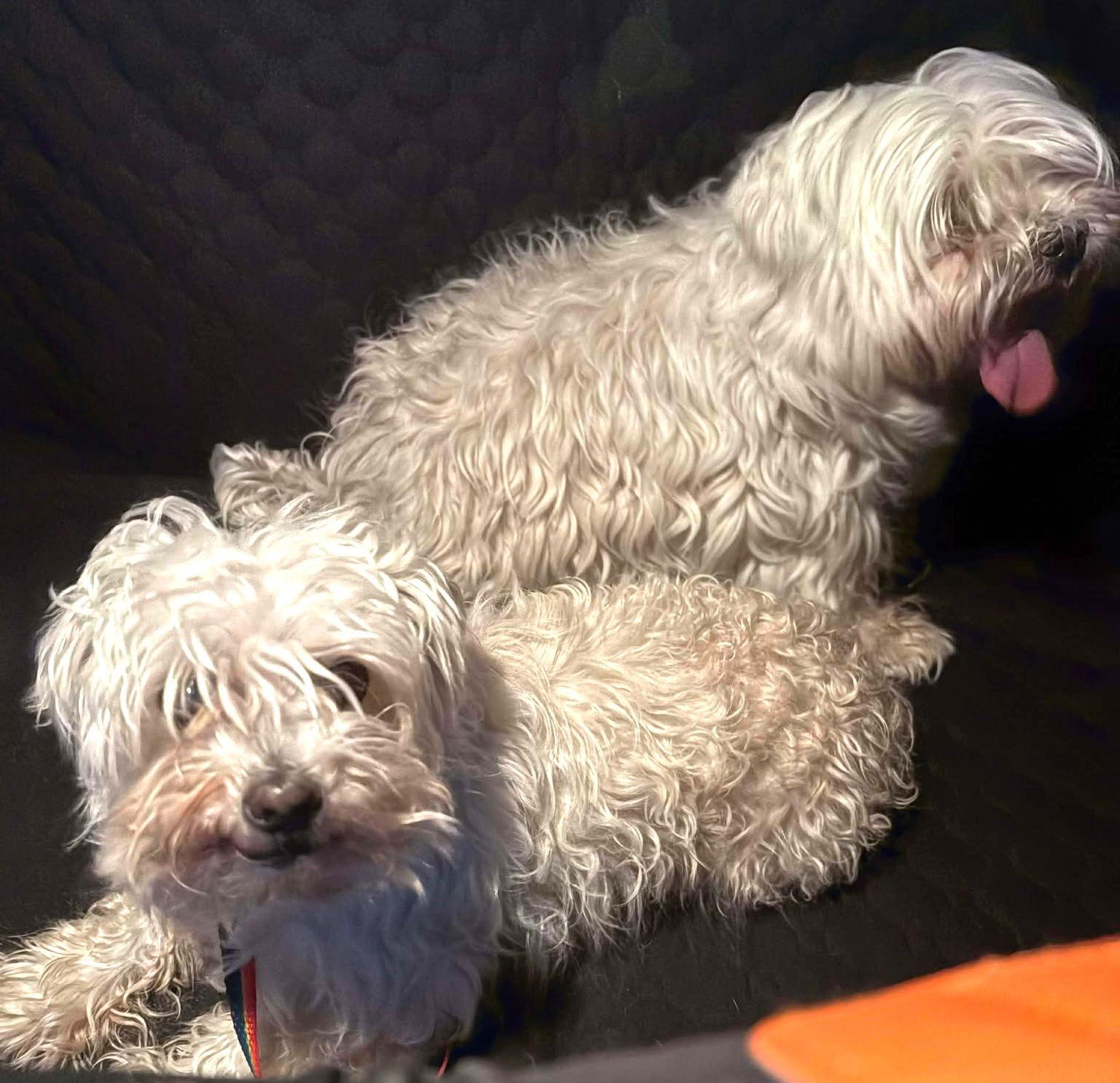 Nigiri Tx thumbnail 2