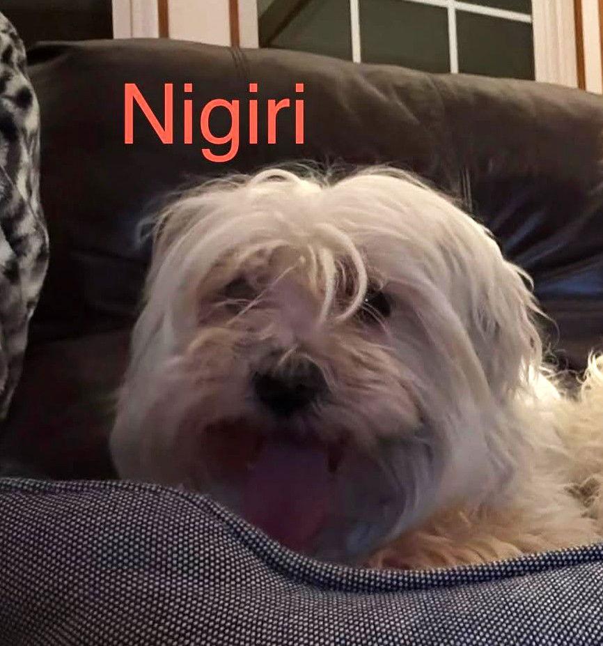 Nigiri Tx thumbnail 3