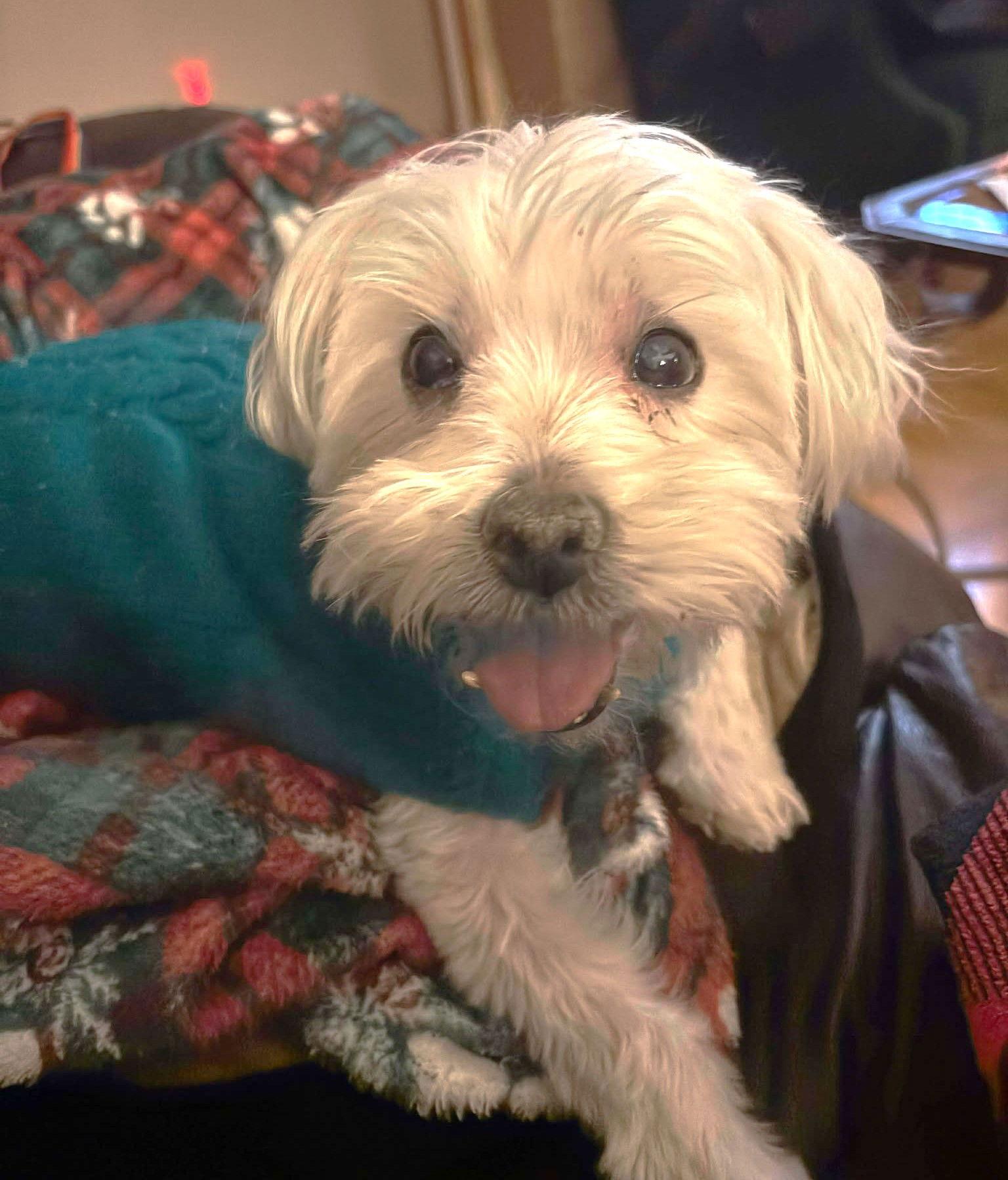 Nigiri TX, a Adoptable Maltese in Boonton, NJ image 3/3