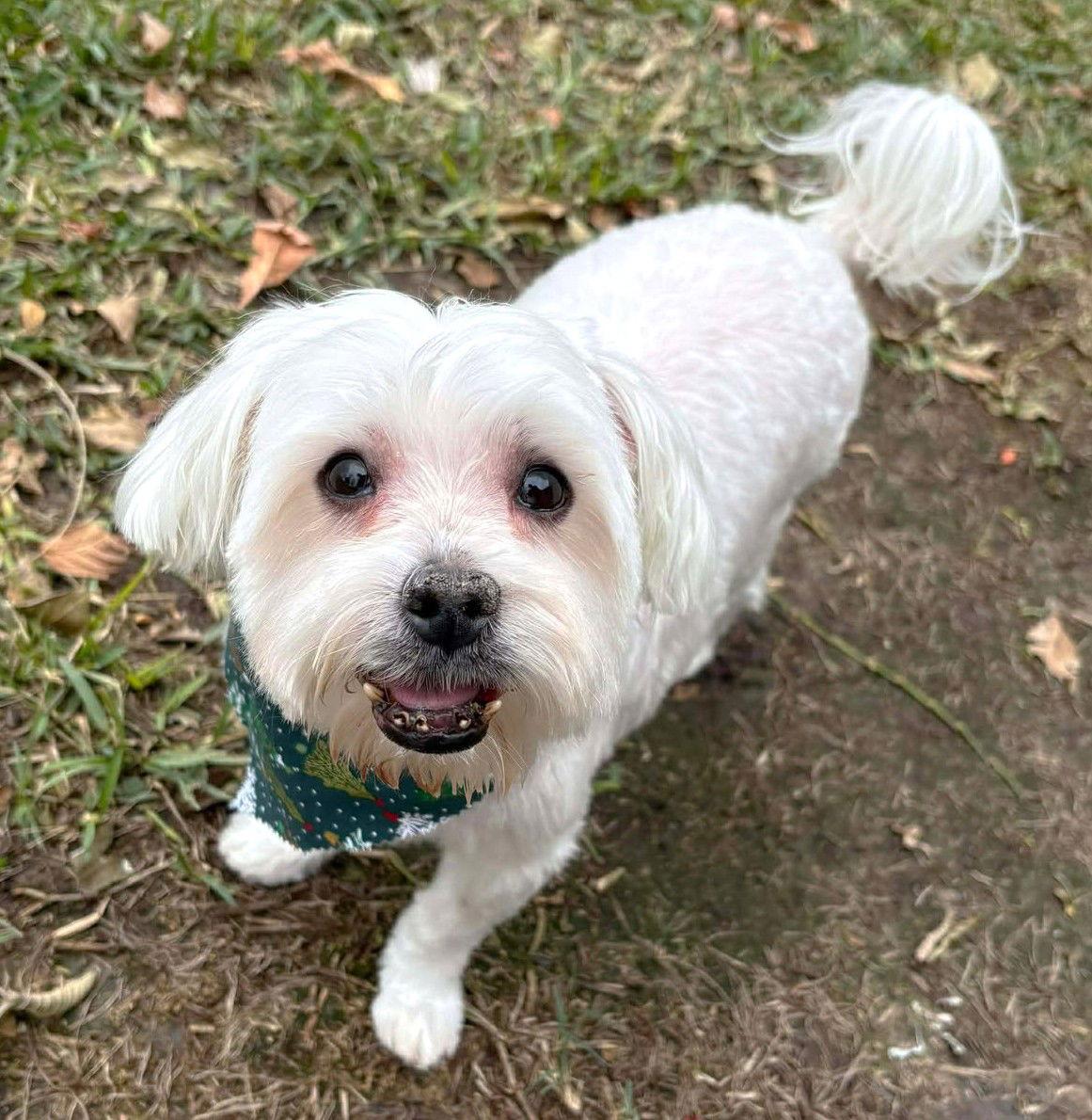 Nigiri TX, a Adoptable Maltese in Boonton, NJ image 3/3