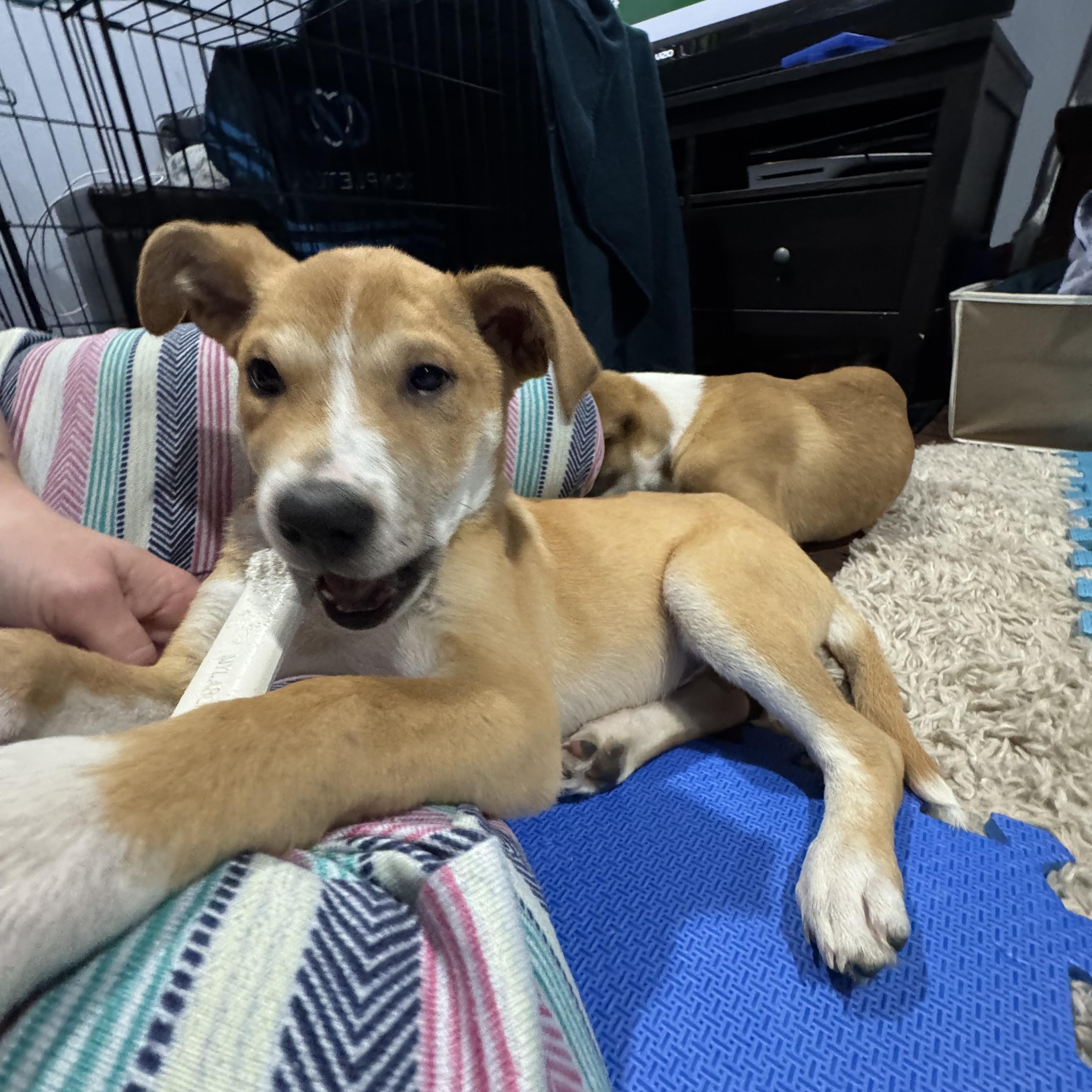 Enlarge Hutch, a Adoptable mixed breed in Newfoundland, NJ image 3/5