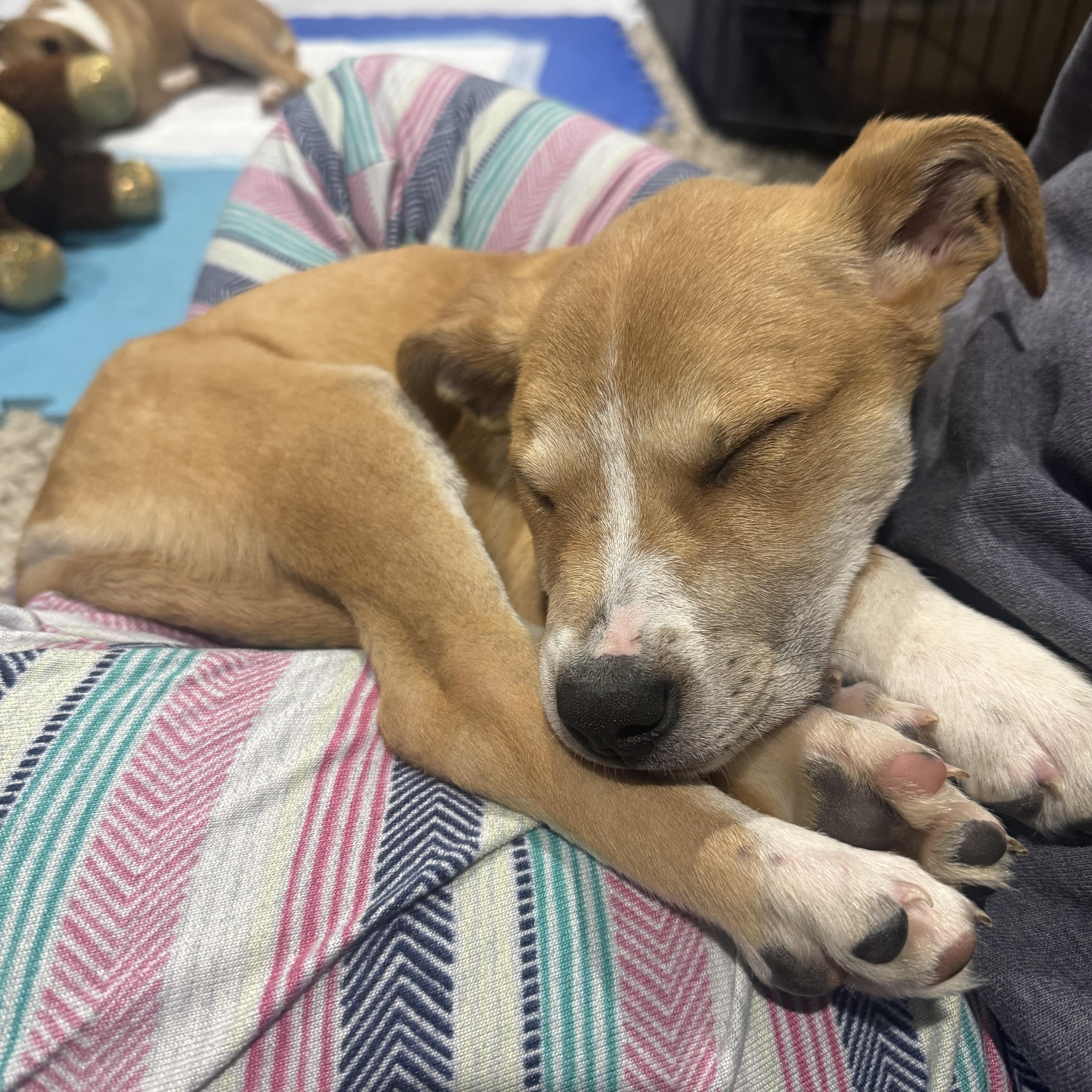 Enlarge Hutch, a Adoptable mixed breed in Newfoundland, NJ image 4/5