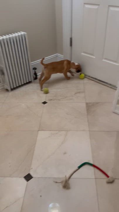 Enlarge Hutch, a Adoptable mixed breed in Newfoundland, NJ video 5/5