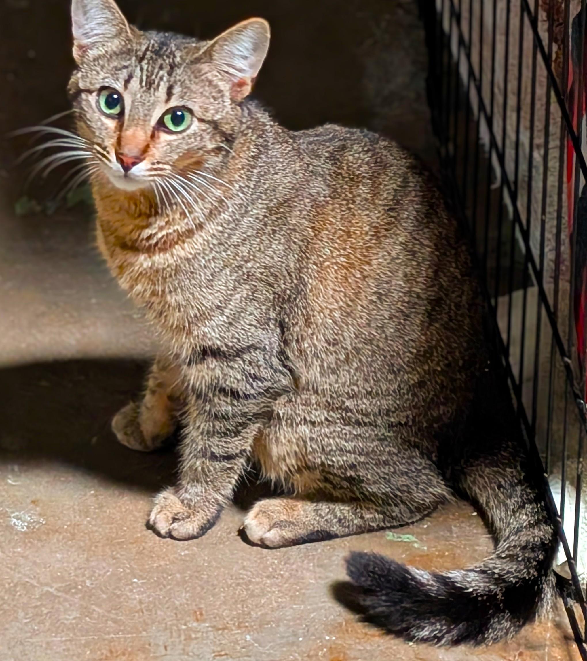 Enlarge Gracie, a Adoptable American Shorthair in San Diego, CA image 3/4