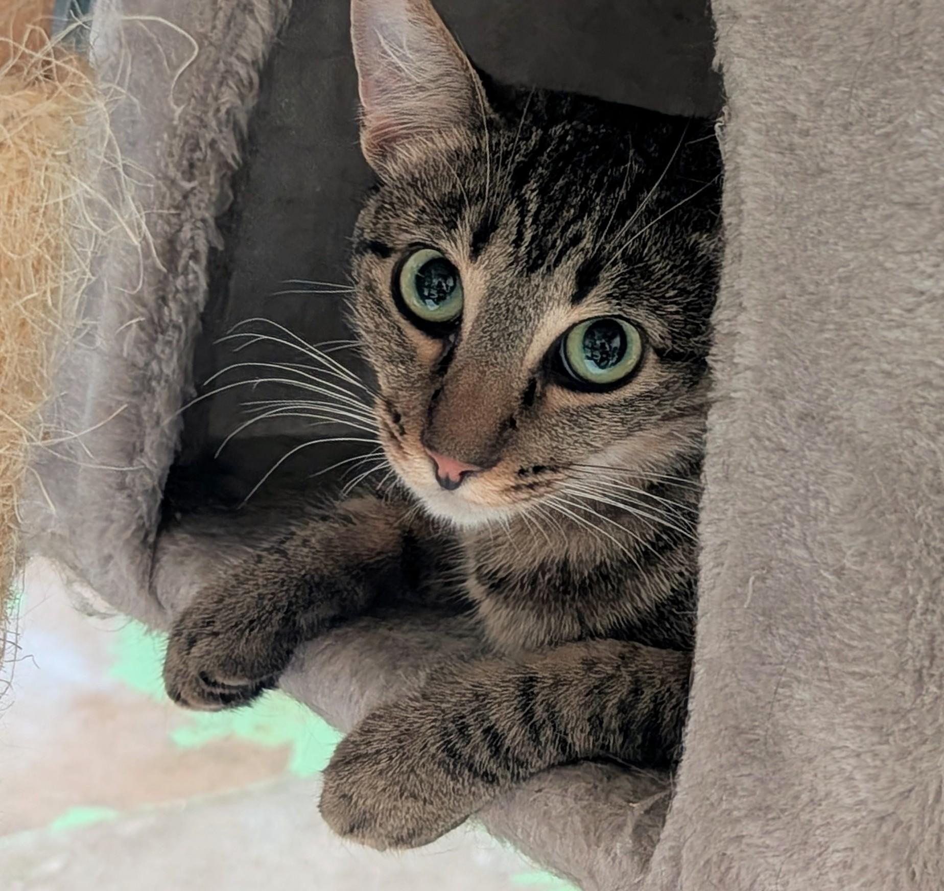 Gracie, a Adoptable American Shorthair in San Diego, CA image 2/4