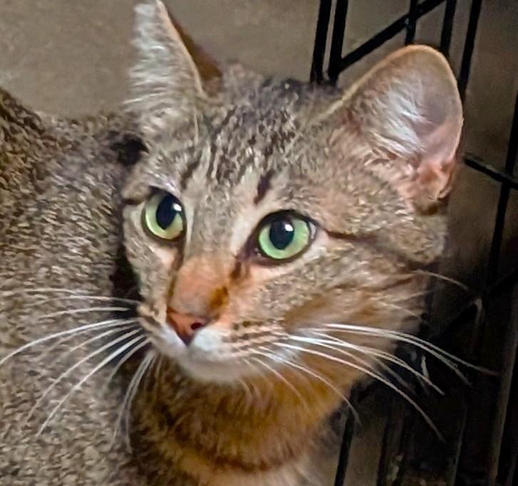Enlarge Gracie, a Adoptable American Shorthair in San Diego, CA image 4/4
