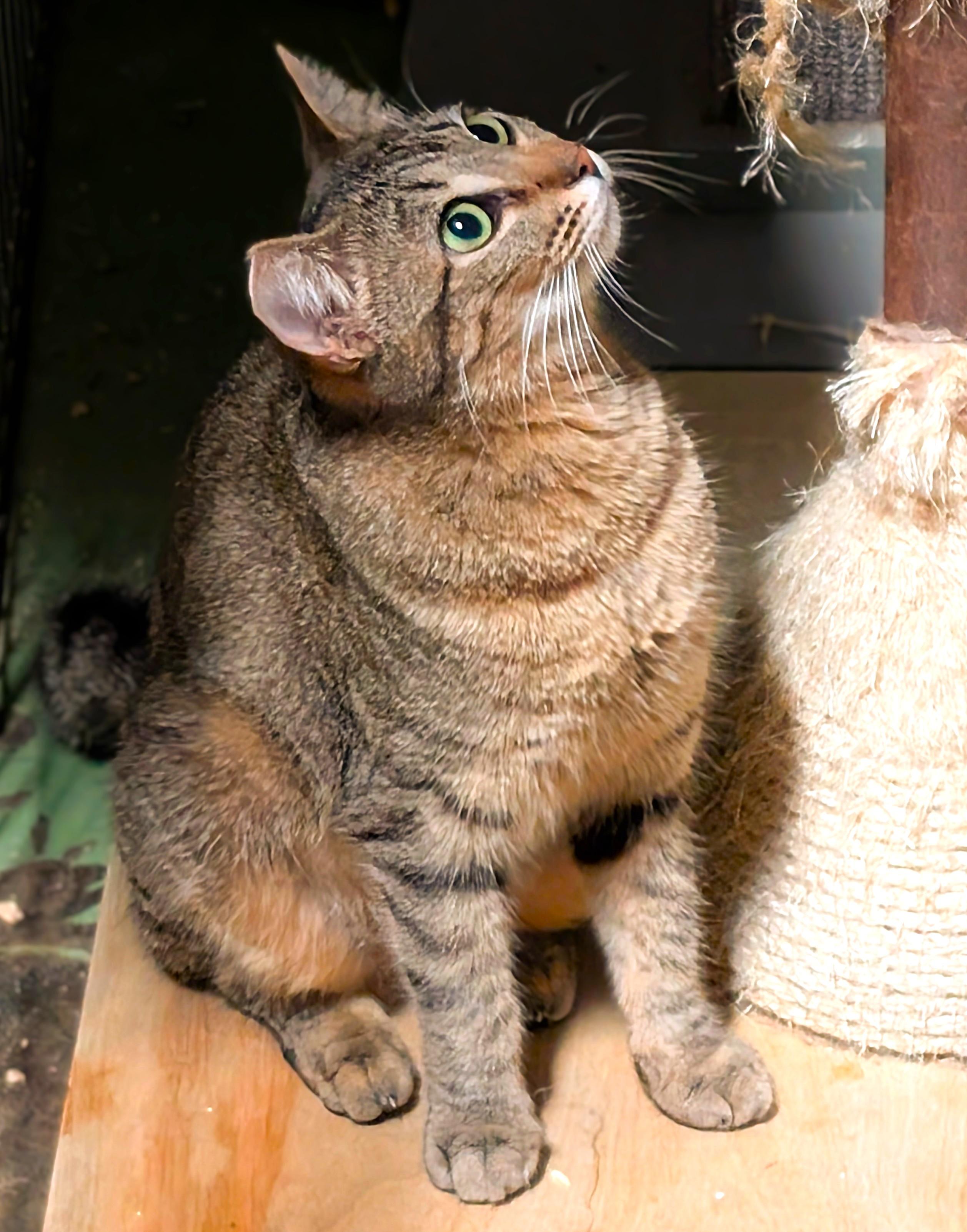 Gracie, Adoptable, Young Female American Shorthair.