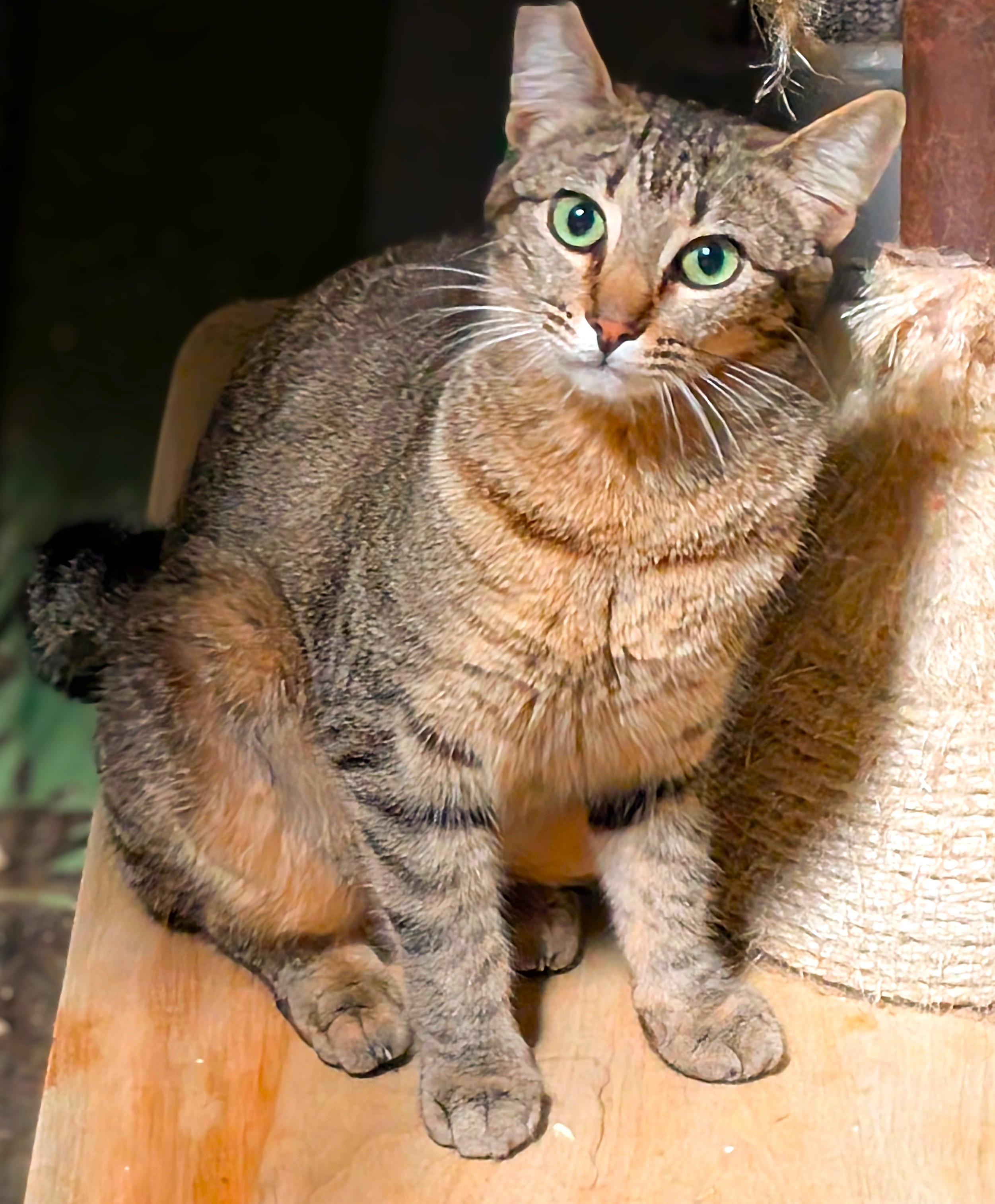 Enlarge Gracie, a Adoptable American Shorthair in San Diego, CA image 2/4