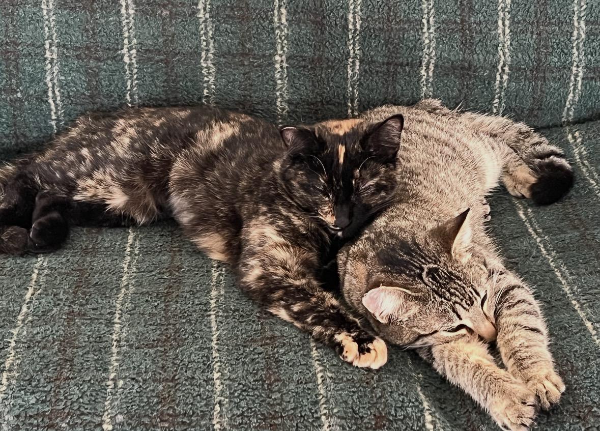 Gracie, a Adoptable American Shorthair in San Diego, CA image 4/4