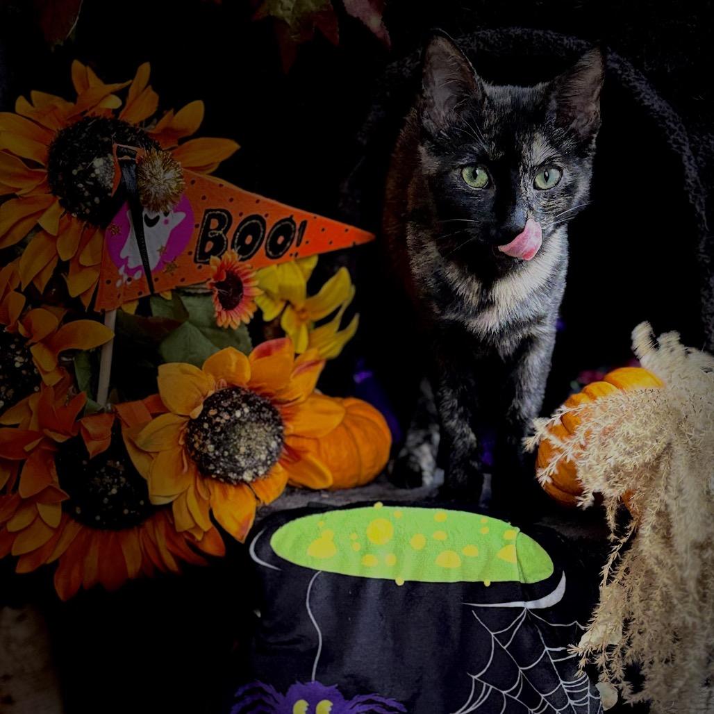 1311 Toni, a Adoptable Domestic Short Hair in Abbeville, SC image 1/4