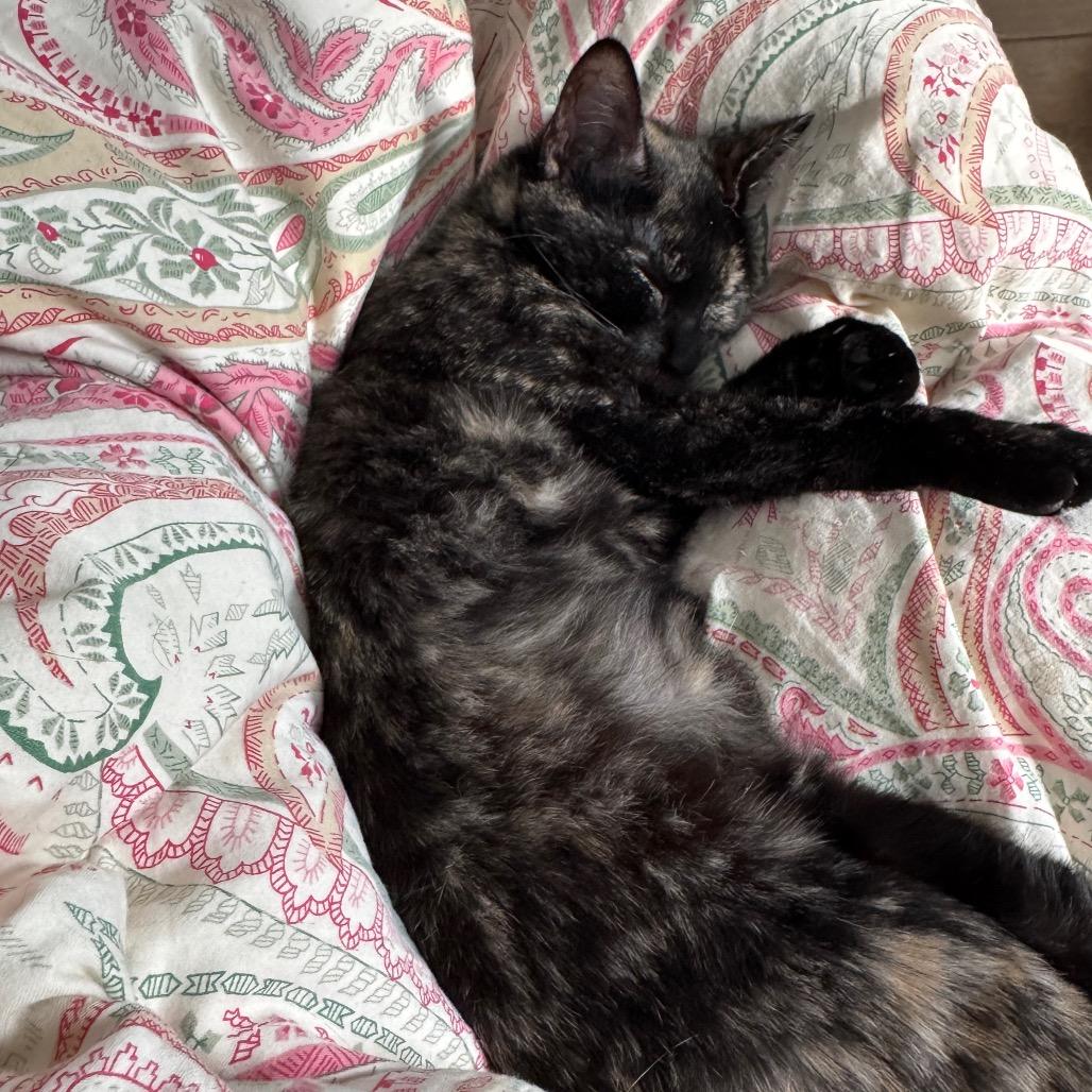 1311 Toni, a Adoptable Domestic Short Hair in Abbeville, SC image 2/4