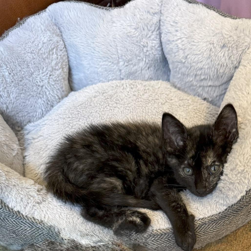 1311 Toni, a Adoptable Domestic Short Hair in Abbeville, SC image 3/4