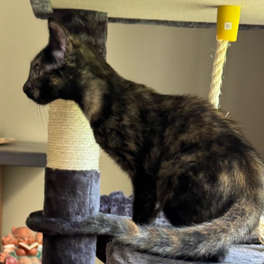 1311 Toni, a Adoptable Domestic Short Hair in Abbeville, SC image 4/4