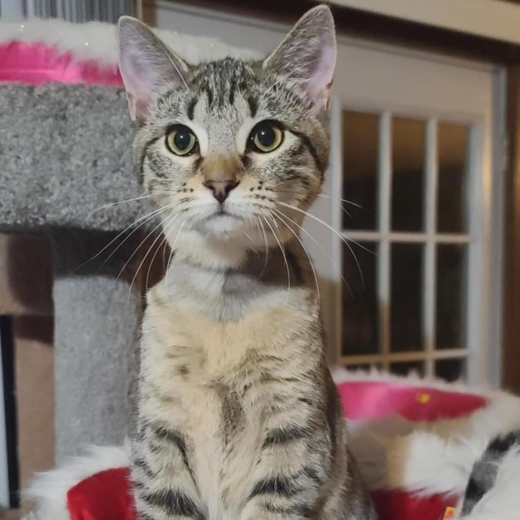 Ladybug — thumbnail 3