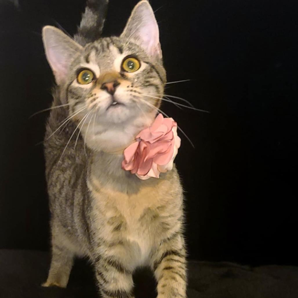 Ladybug — thumbnail 4