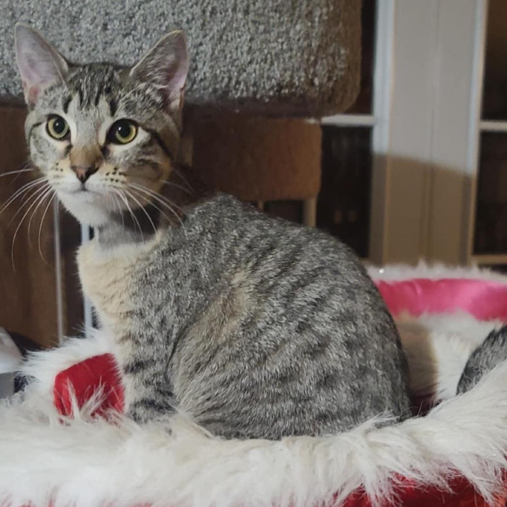 Ladybug — thumbnail 5