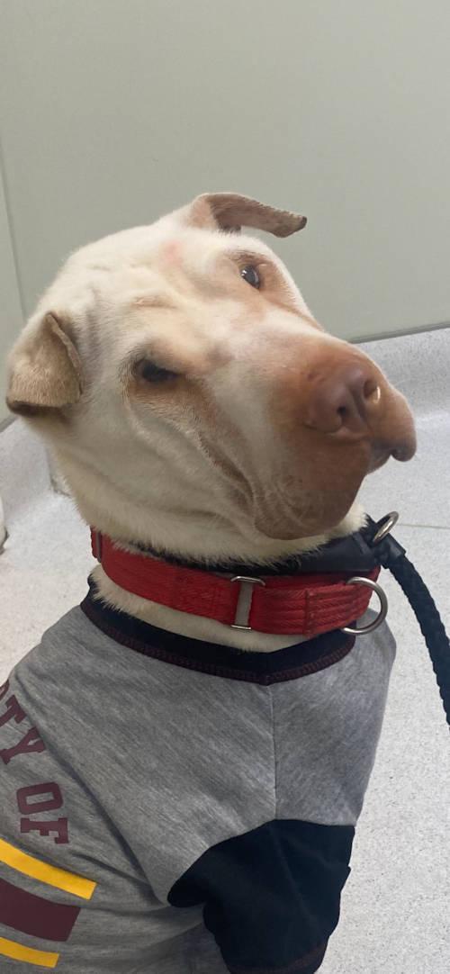 Enlarge Gino, a ADOPTABLE Shar-Pei in Chesapeake, VA image 4/5