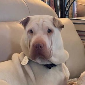 Gino, ADOPTABLE, Young Male Shar-Pei.