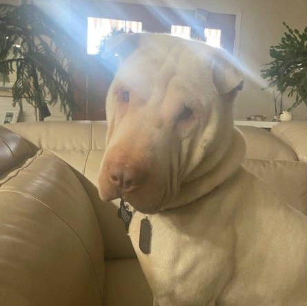 Enlarge Gino, a ADOPTABLE Shar-Pei in Chesapeake, VA image 3/5