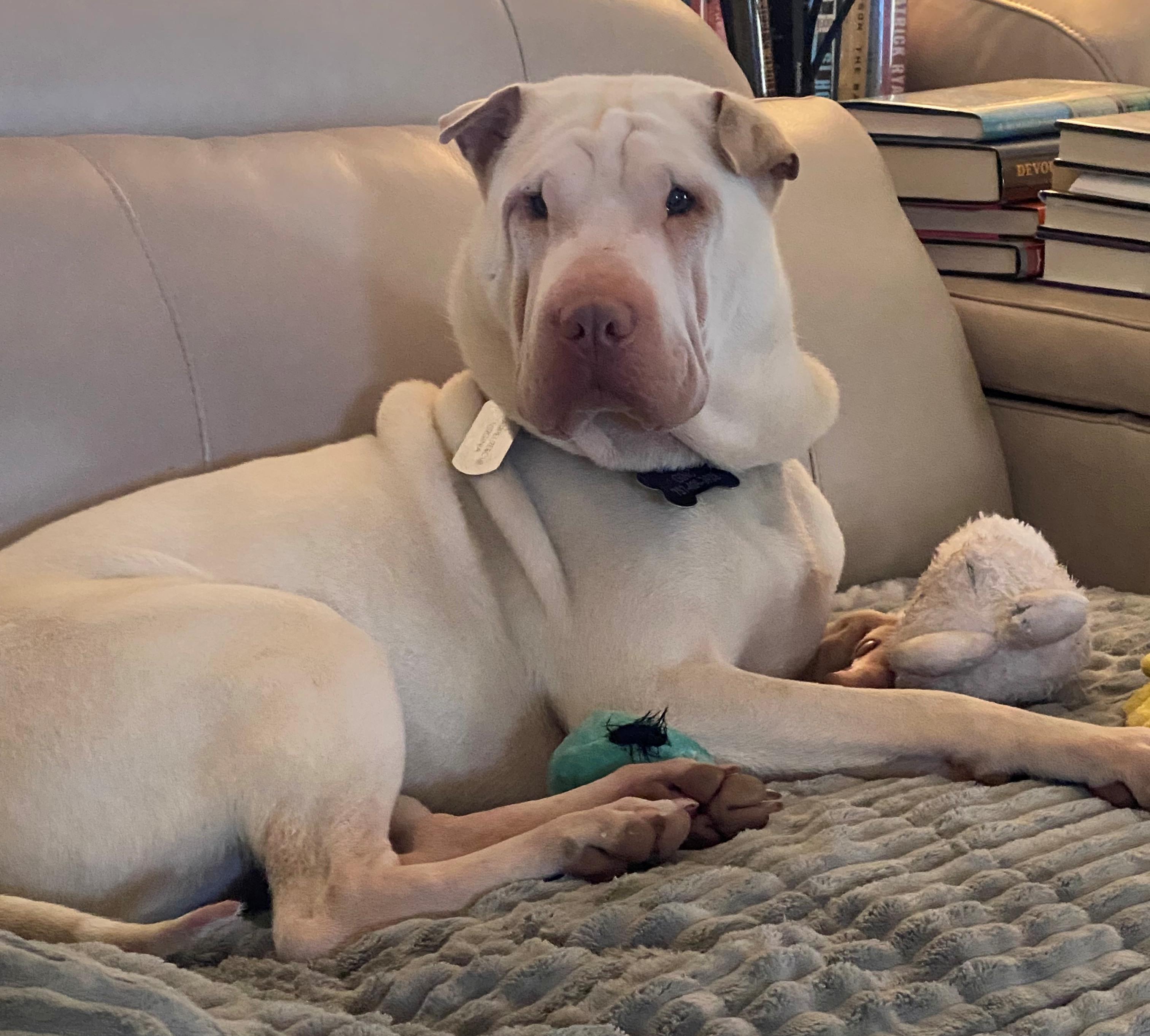 Enlarge Gino, a ADOPTABLE Shar-Pei in Chesapeake, VA image 2/5