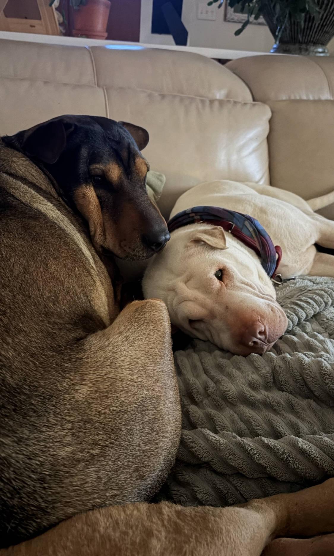Enlarge Gino, a ADOPTABLE Shar-Pei in Chesapeake, VA image 5/5