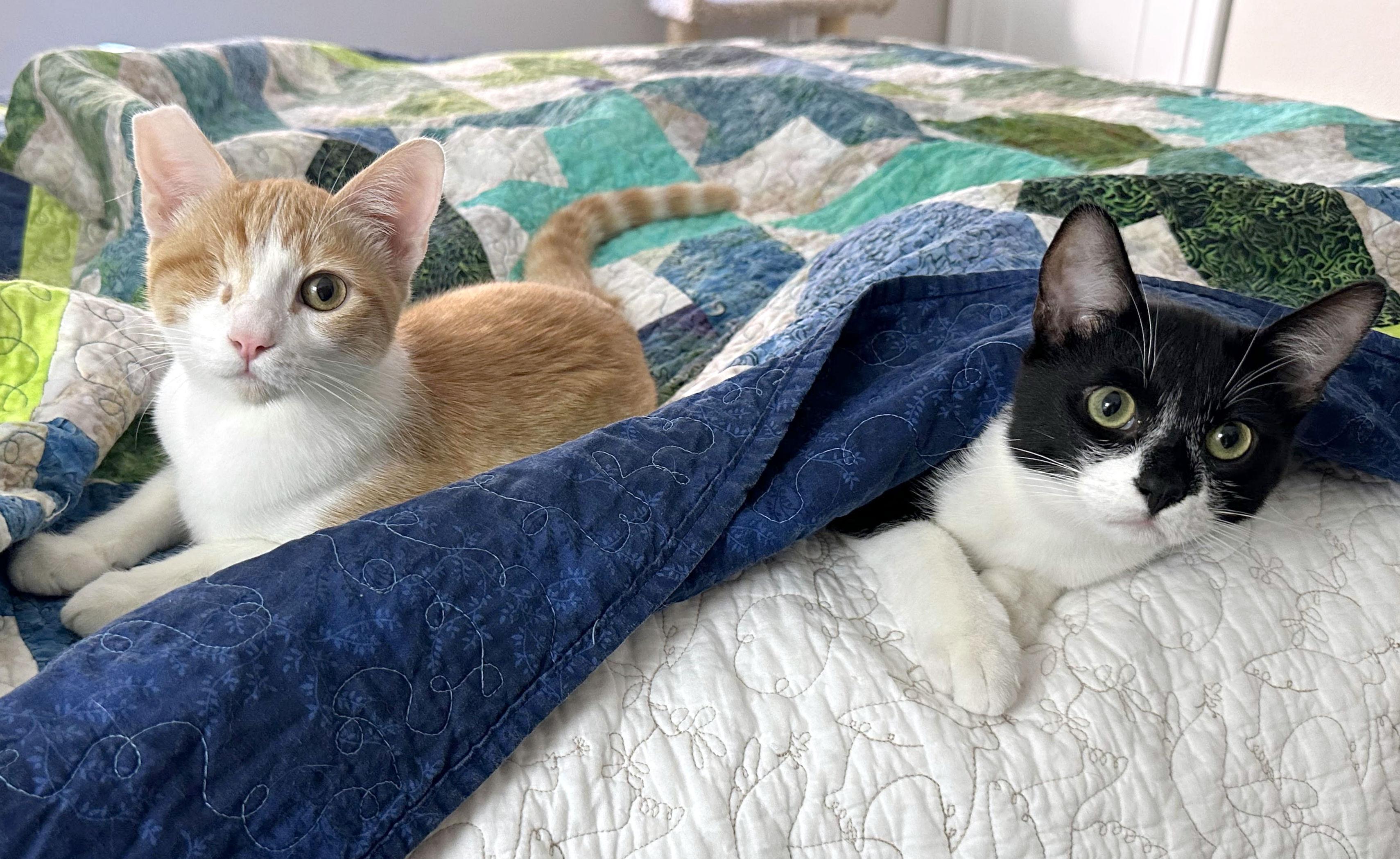 Enlarge Jack and Sammy, a Adoptable Domestic Short Hair in Rocklin, CA image 4/6