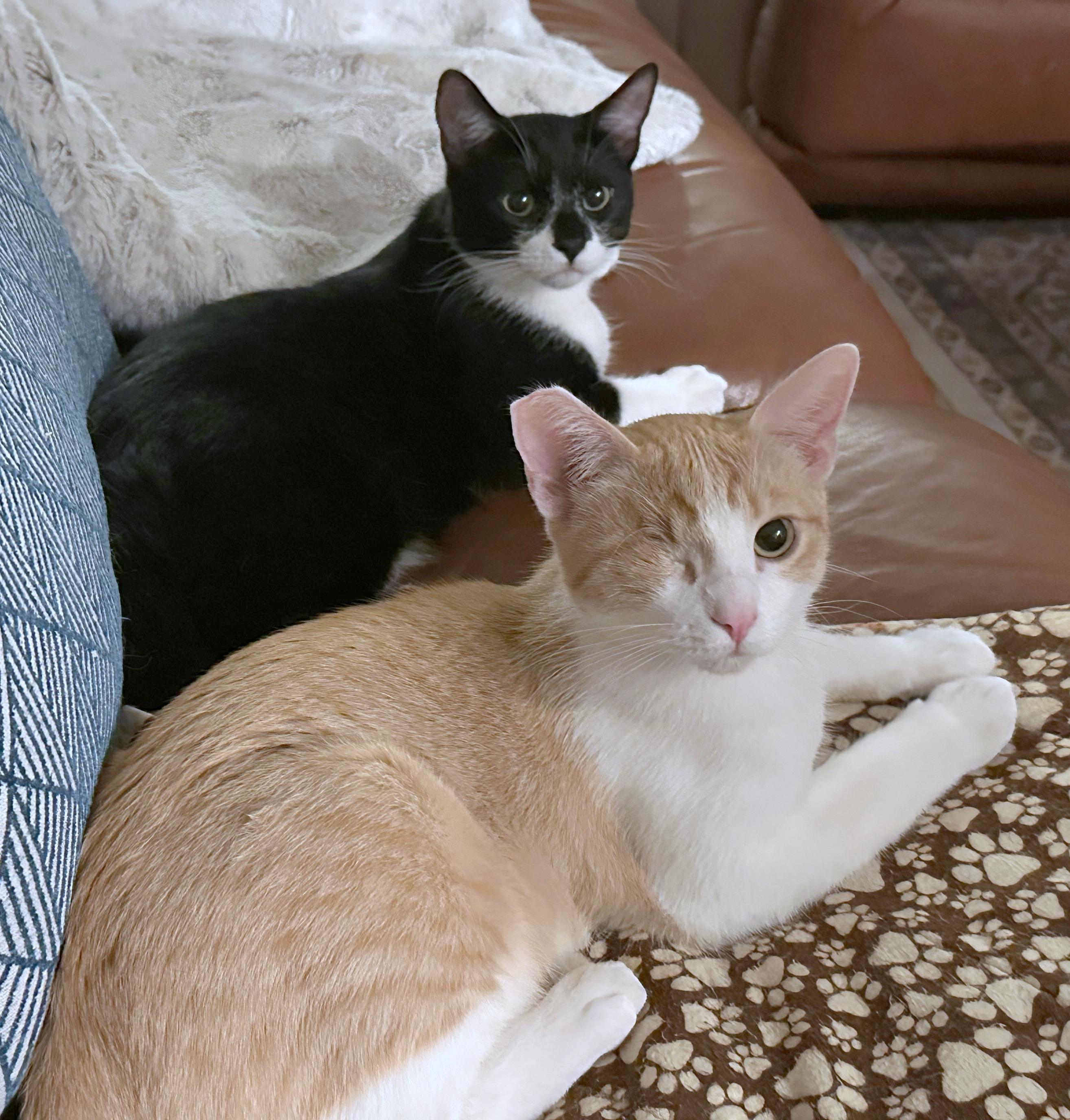 Enlarge Jack and Sammy, a Adoptable Domestic Short Hair in Rocklin, CA image 2/6