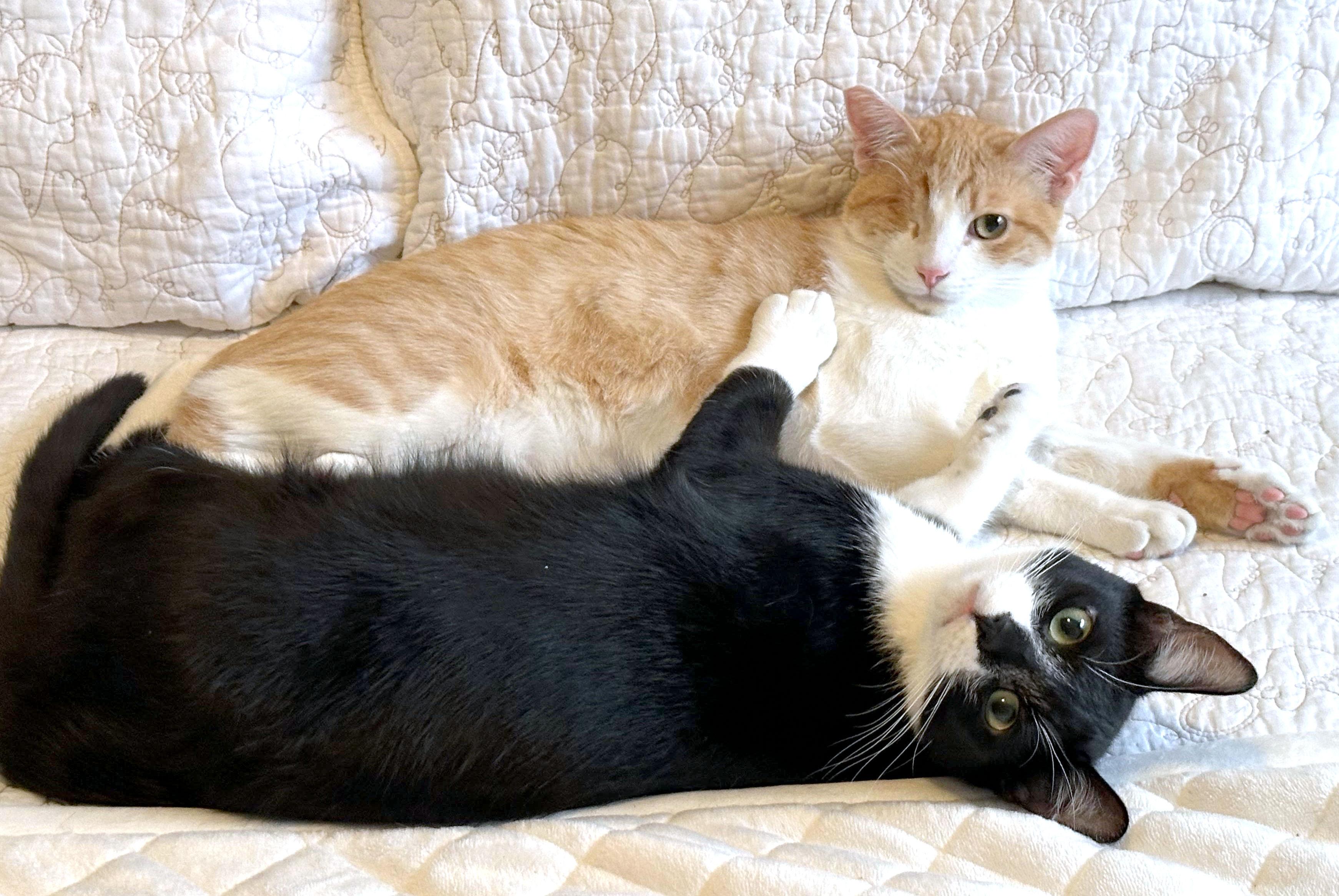 Enlarge Jack and Sammy, a Adoptable Domestic Short Hair in Rocklin, CA image 1/6