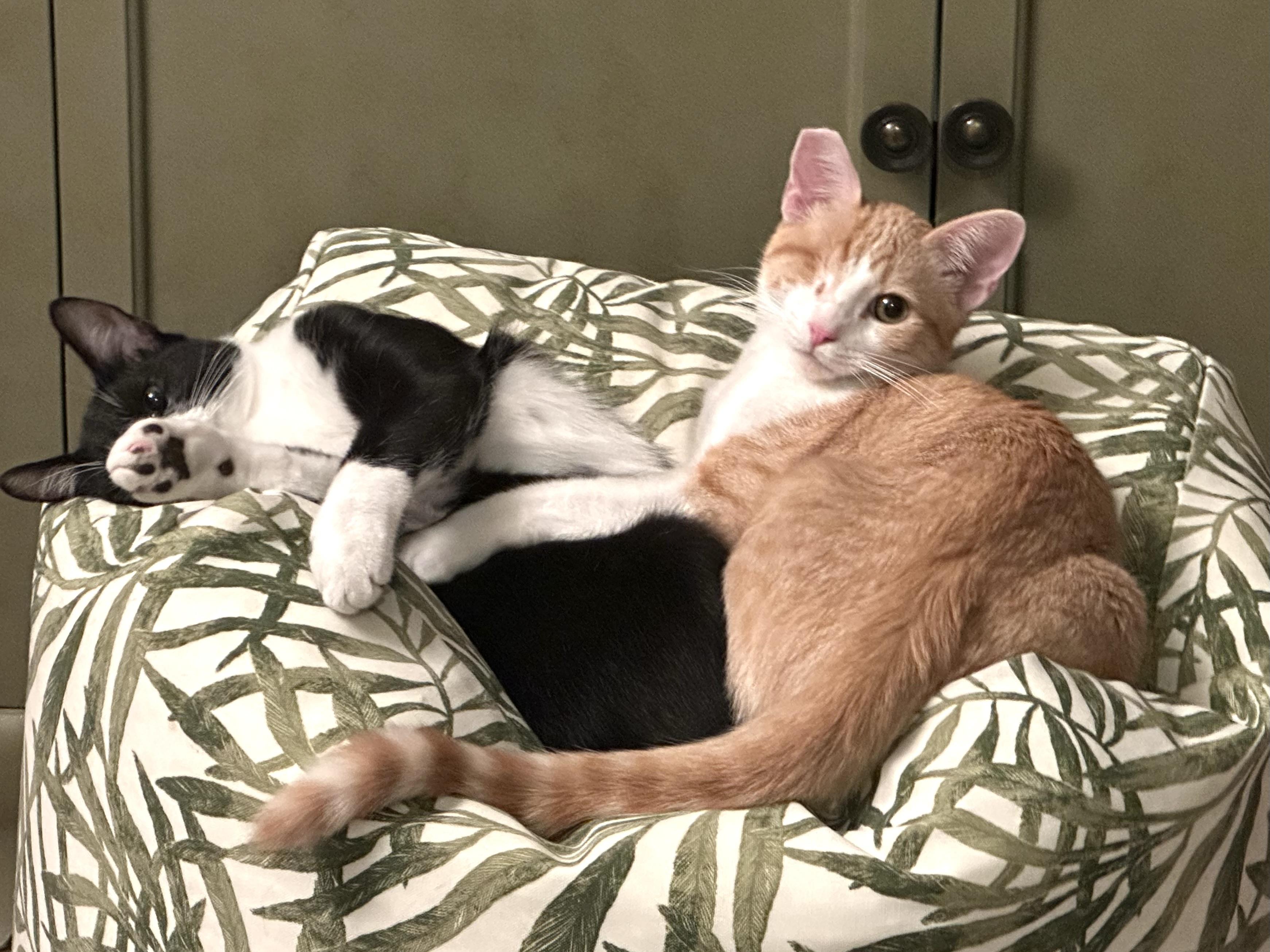 Jack and Sammy, Adoptable, Kitten Male Domestic Short Hair.