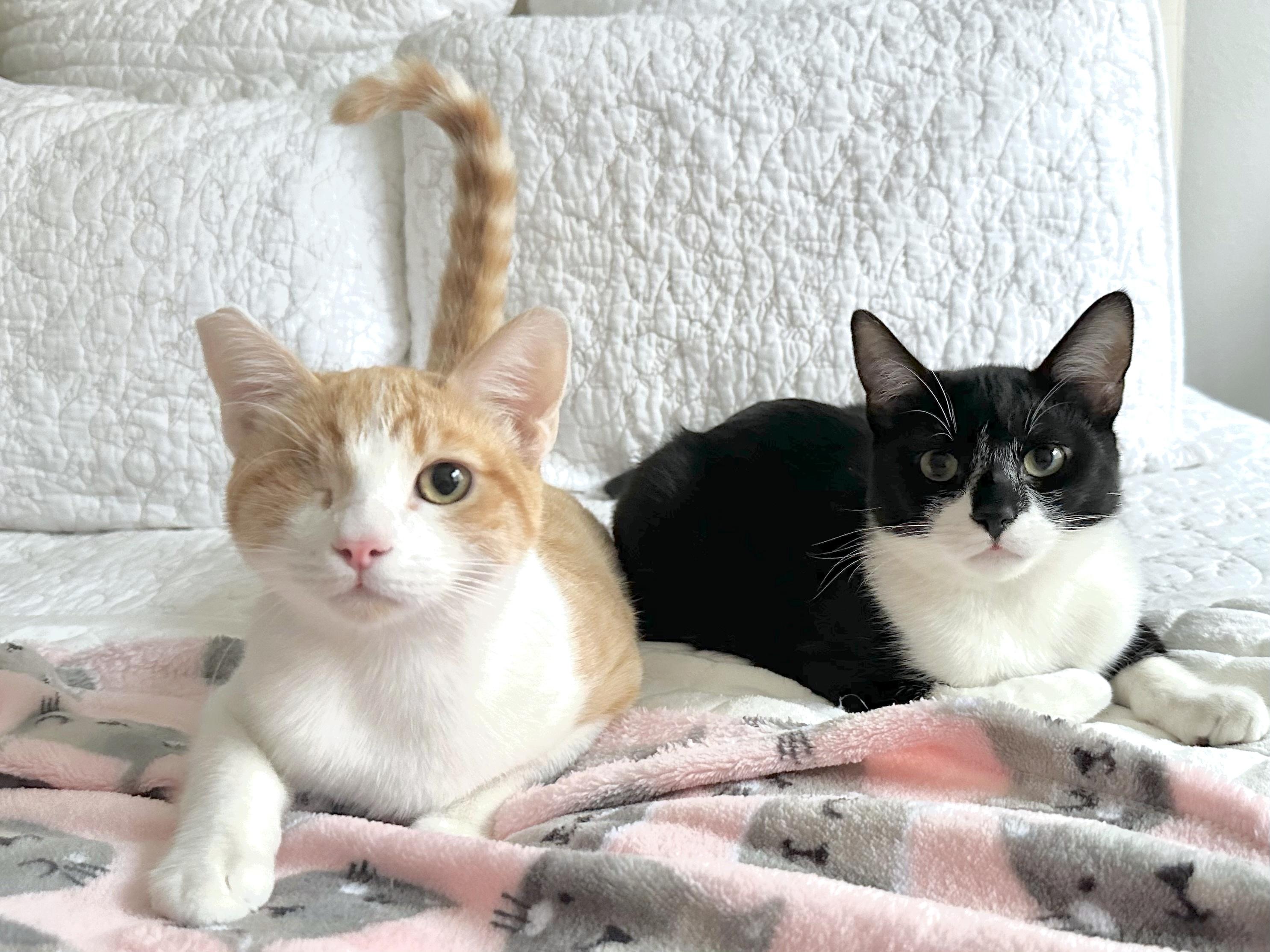 Enlarge Jack and Sammy, a Adoptable Domestic Short Hair in Rocklin, CA image 5/6