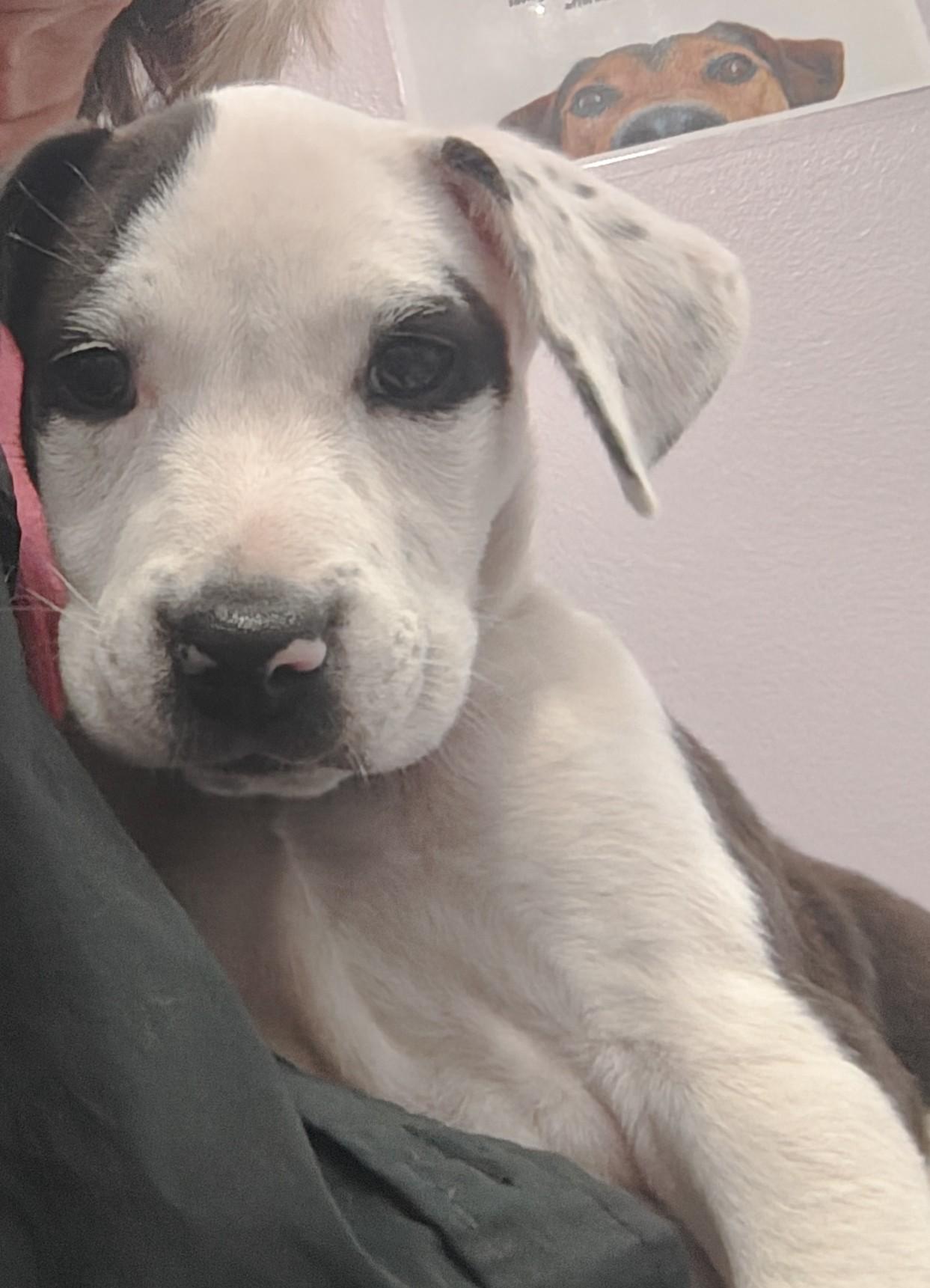 Diva, ADOPTABLE, Puppy Female American Bully.