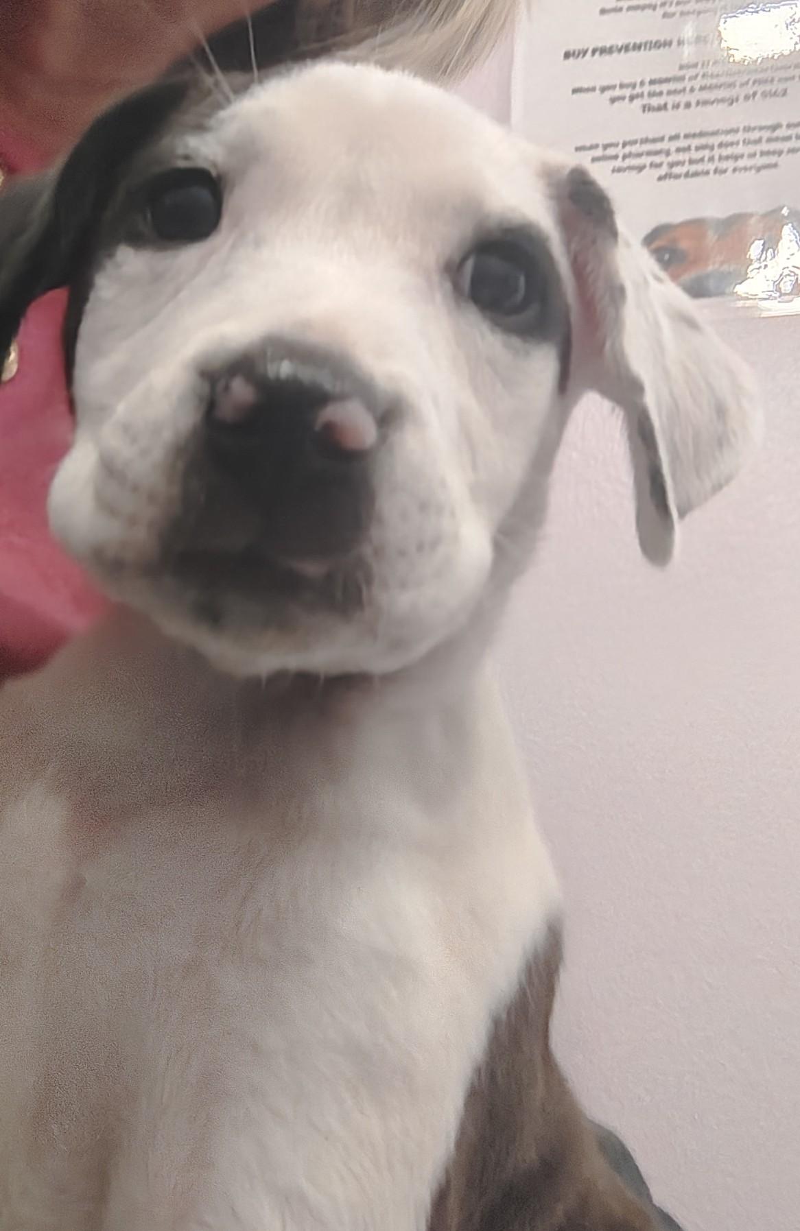Diva, a ADOPTABLE mixed breed in Wilmington, NC image 2/3