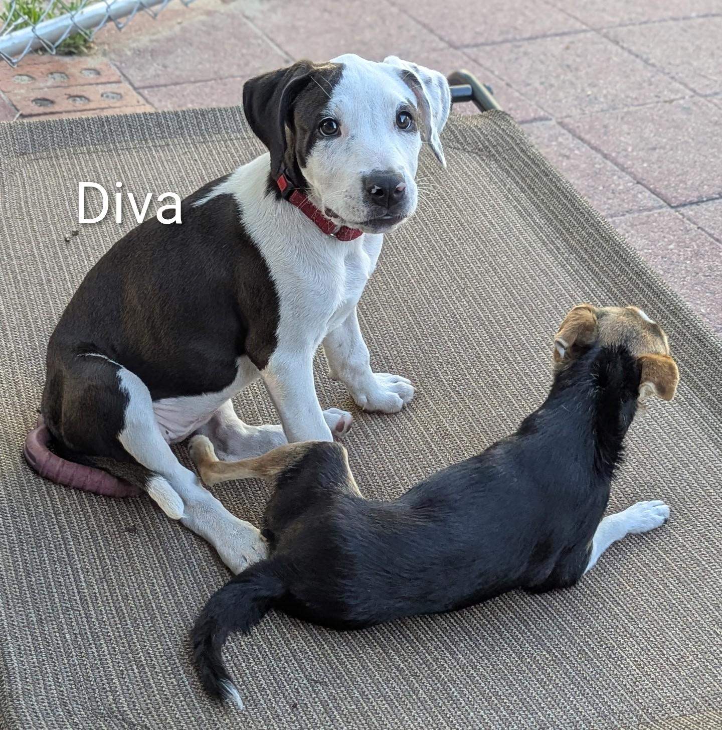 Diva, ADOPTABLE, Puppy Female American Bully.