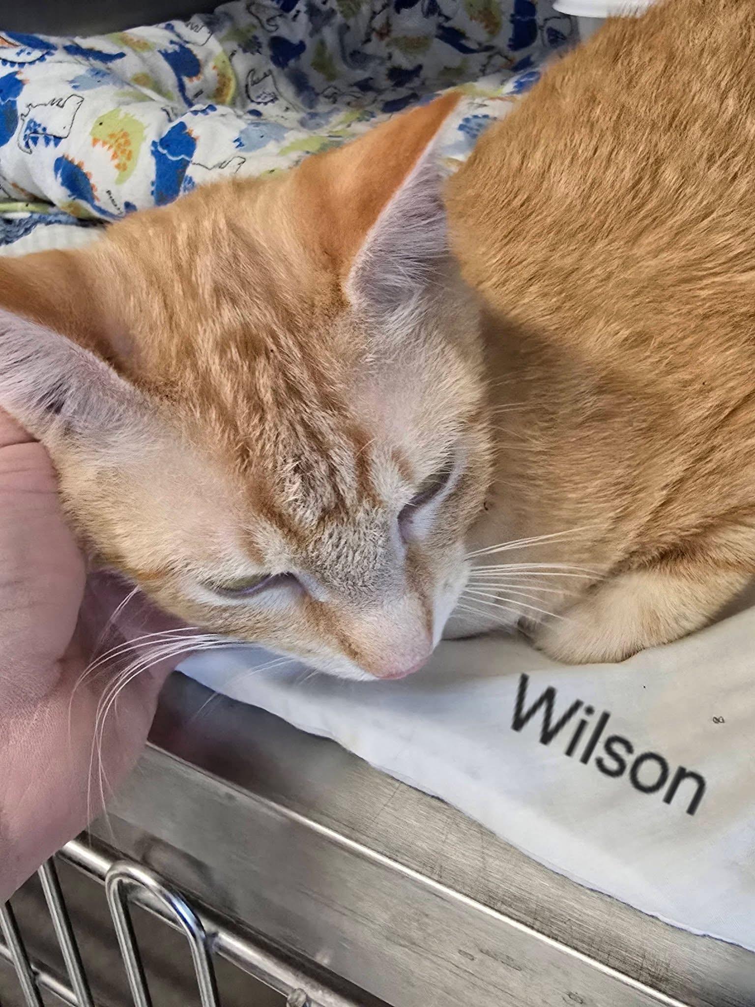 Enlarge Wilson, a ADOPTABLE mixed breed in Mingus, TX image 1/1