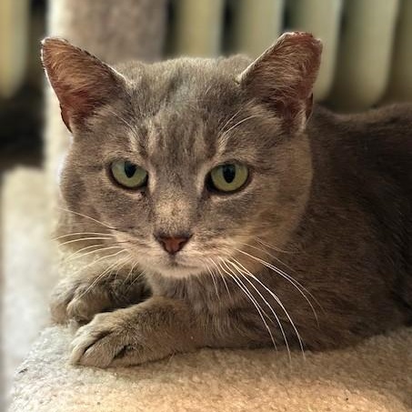 Enlarge Trinity (queen of the head bumps), an adoptable Domestic Short Hair in Lemoyne, PA image 1/3