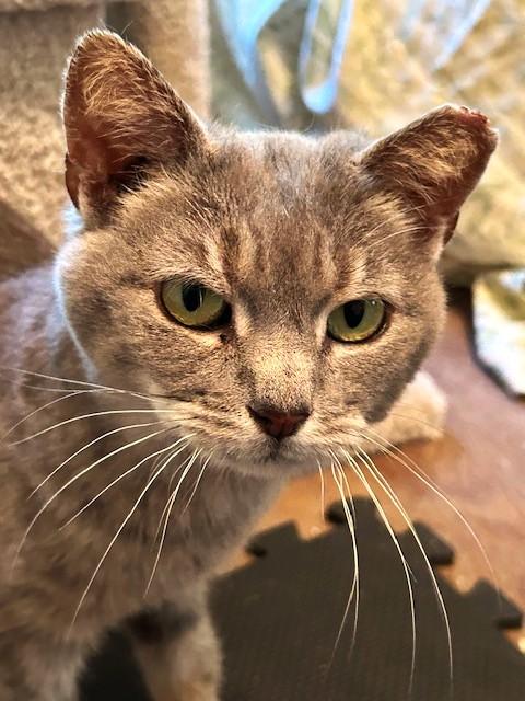 Enlarge Trinity (queen of the head bumps), an adoptable Domestic Short Hair in Lemoyne, PA image 3/3