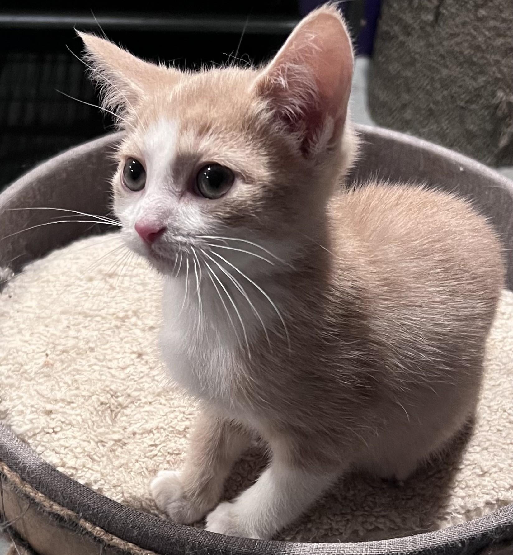 Enlarge Hunter, a Adopted Domestic Short Hair in Pickering, ON image 3/3