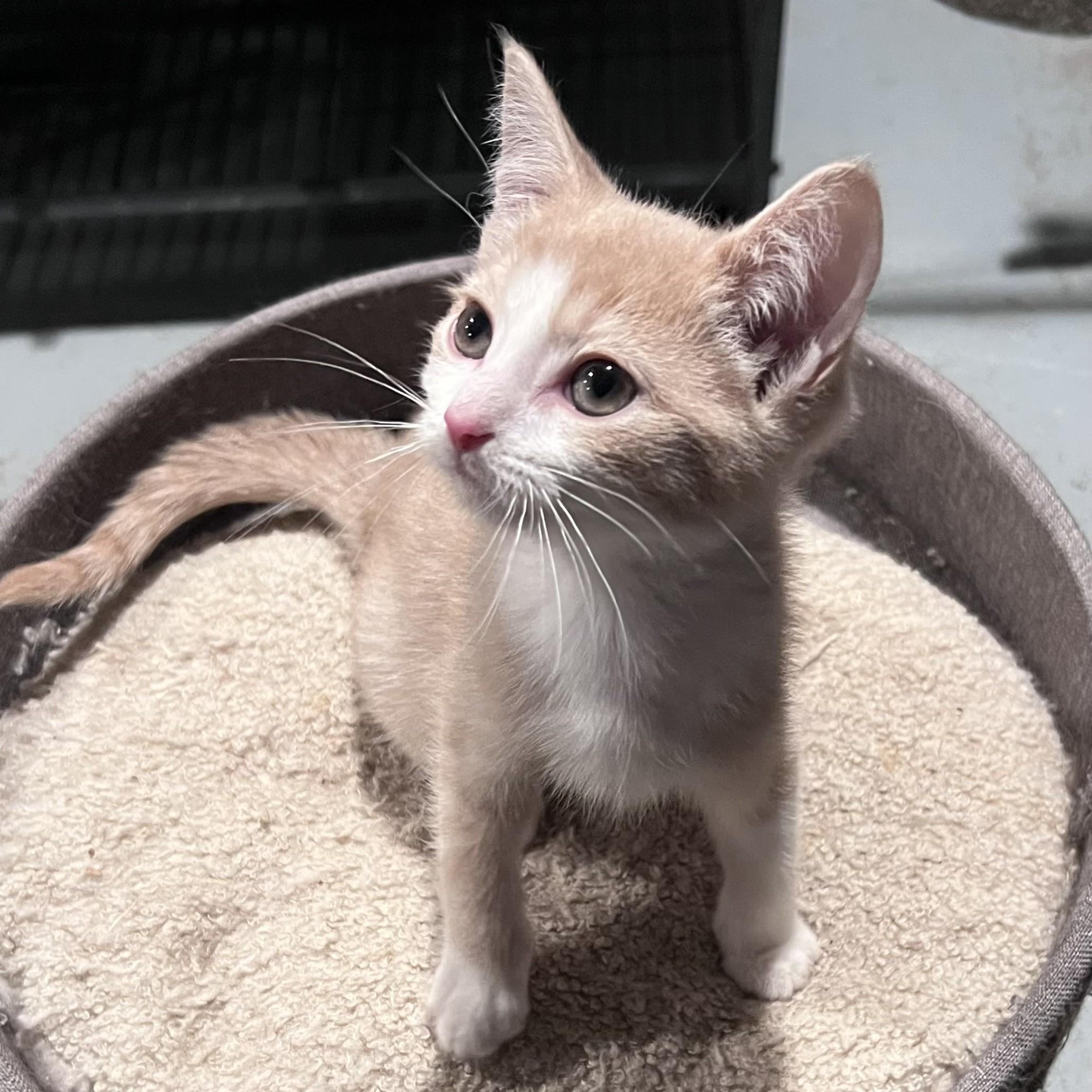 Hunter, Adopted, Kitten Male Domestic Short Hair.