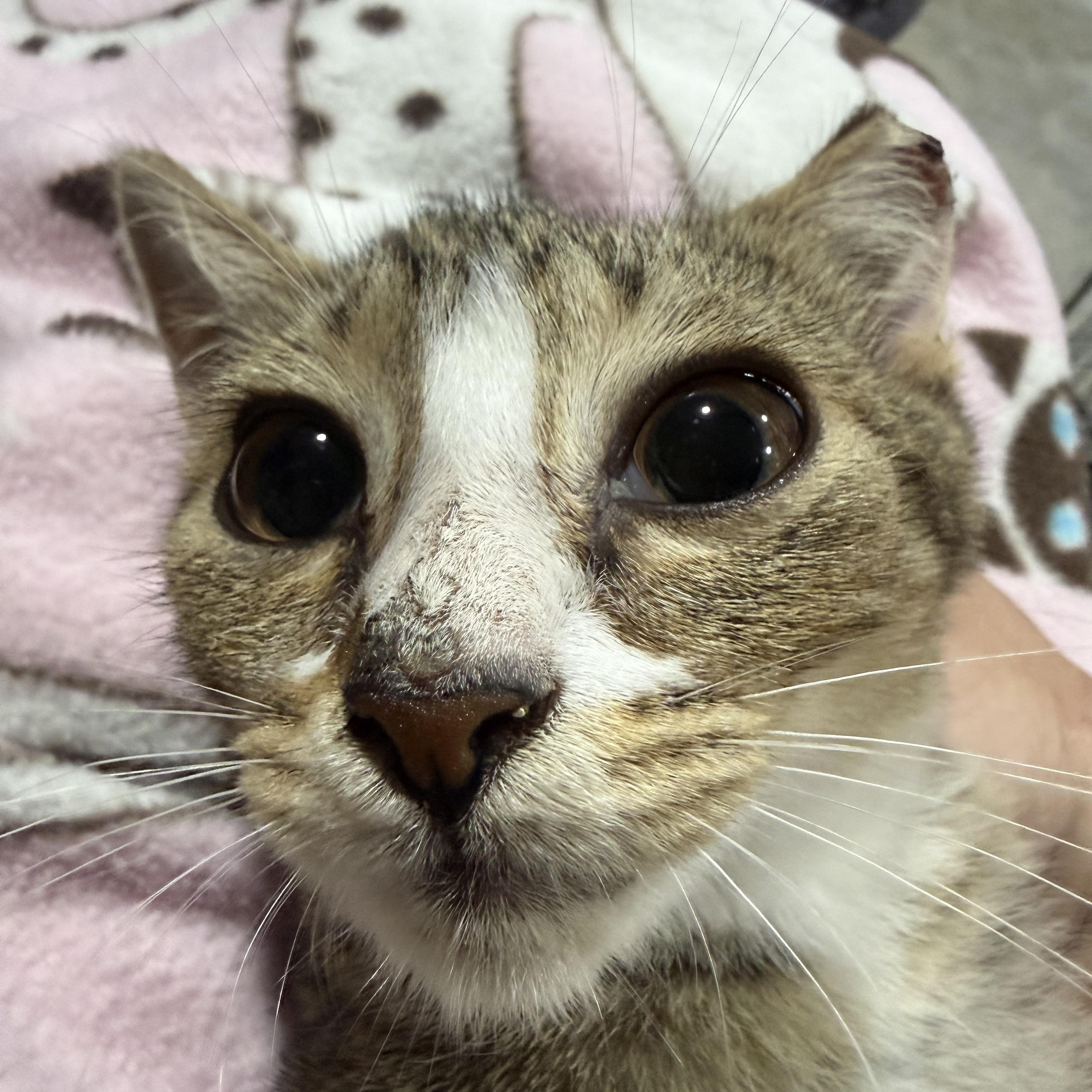 Enlarge Abigail, a Adoptable American Shorthair in North Chesterfield, VA image 2/2