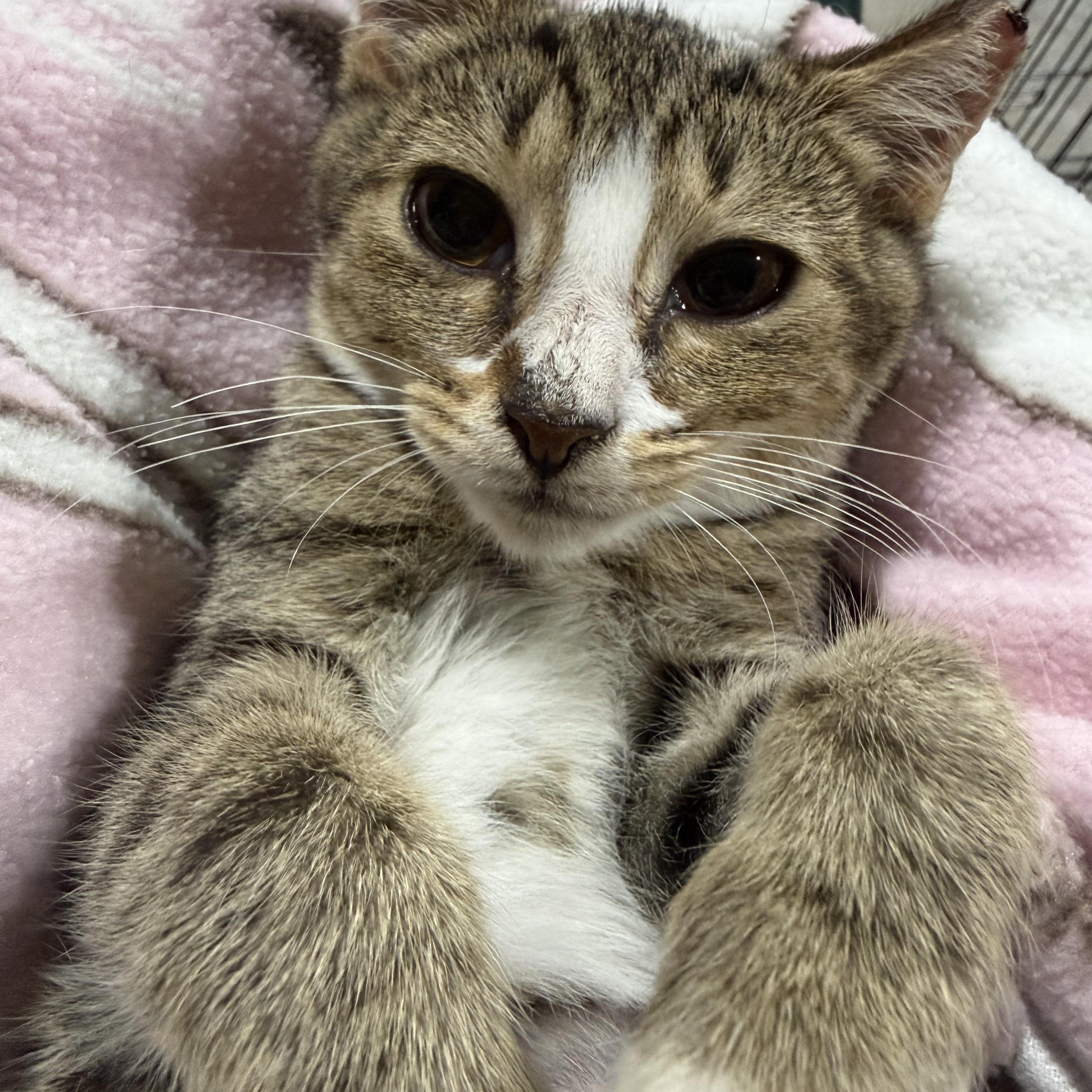 Abigail, Adoptable, Kitten Female American Shorthair.