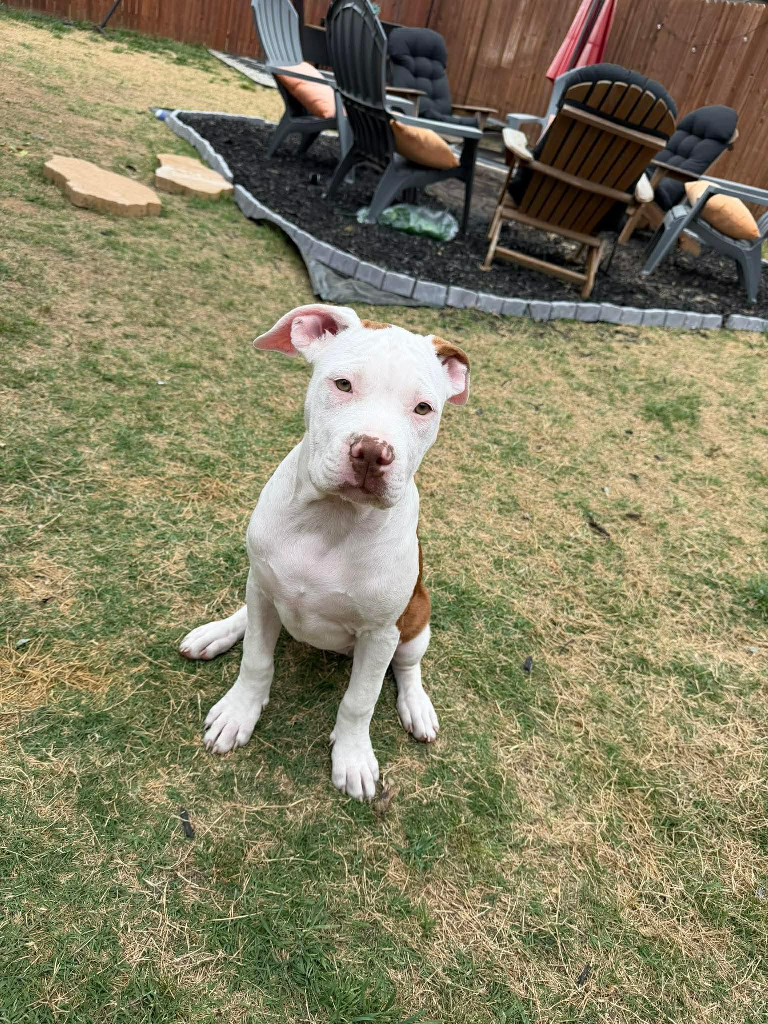 Enlarge Sage, a ADOPTABLE Pit Bull Terrier in Forney, TX image 3/3