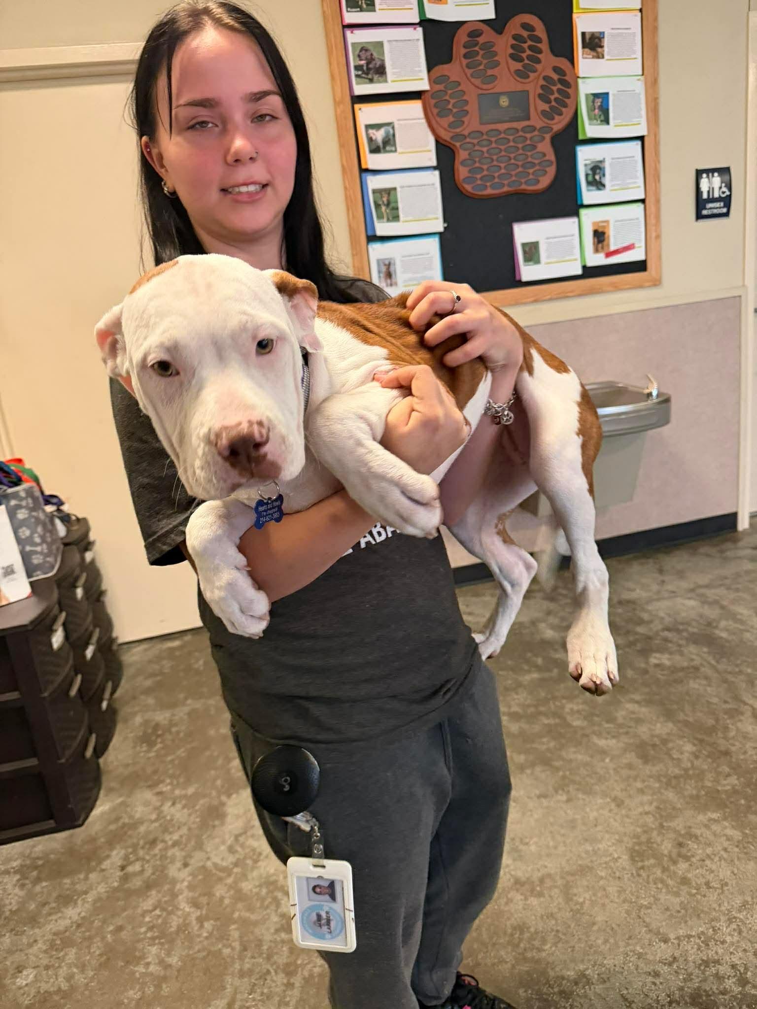 Enlarge Sage, a ADOPTABLE Pit Bull Terrier in Forney, TX image 2/3