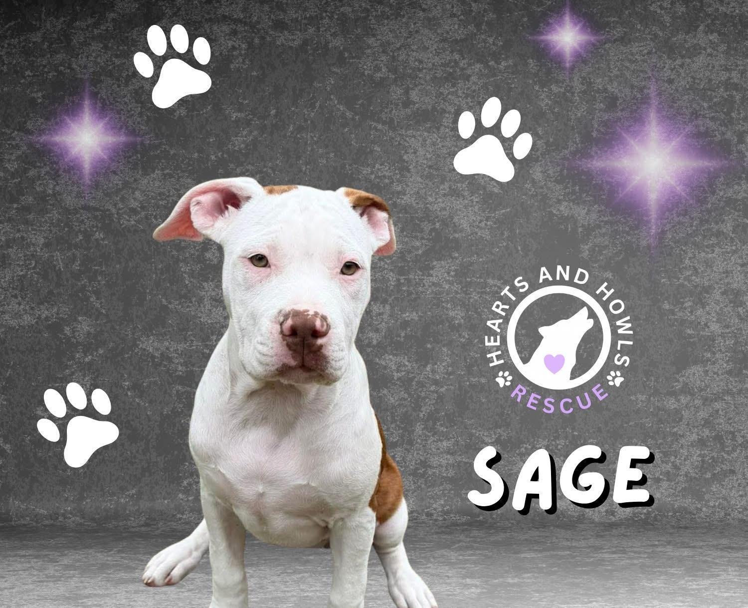 Enlarge Sage, a ADOPTABLE Pit Bull Terrier in Forney, TX image 1/3